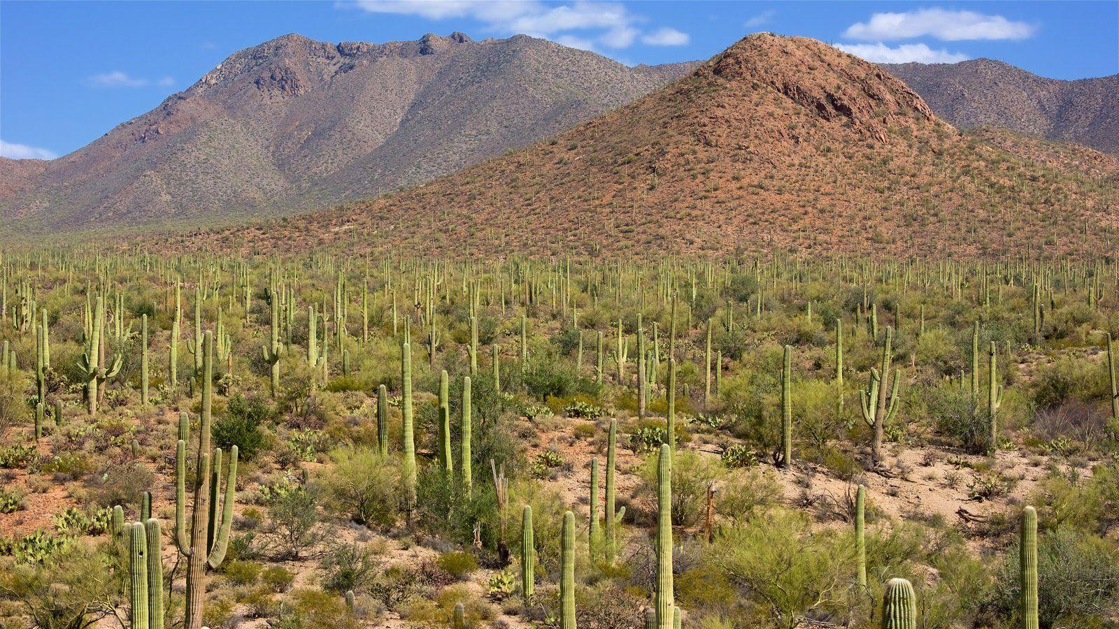 Mountain Picture: View Image of Saguaro National Park
