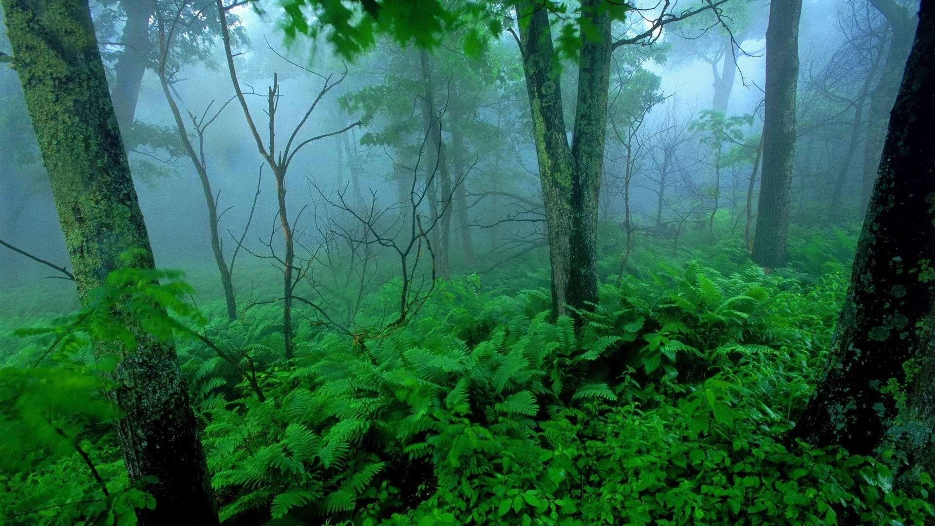 Trees: Trees Green Landscapes Shenandoah Mist National Park