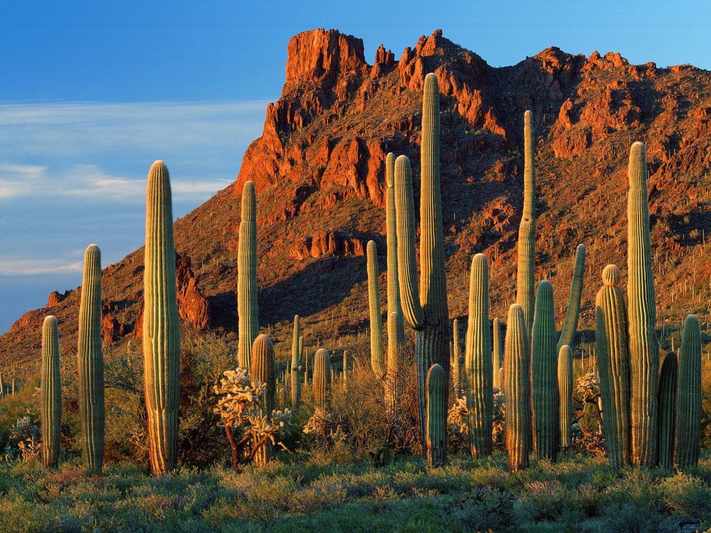 1400x1050px Saguaro Cactus (787.99 KB).08.2015