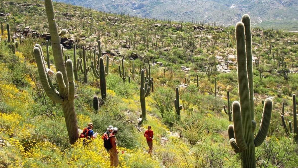 The Saguaro Cactus: A 75 Year Perspective From Saguaro National