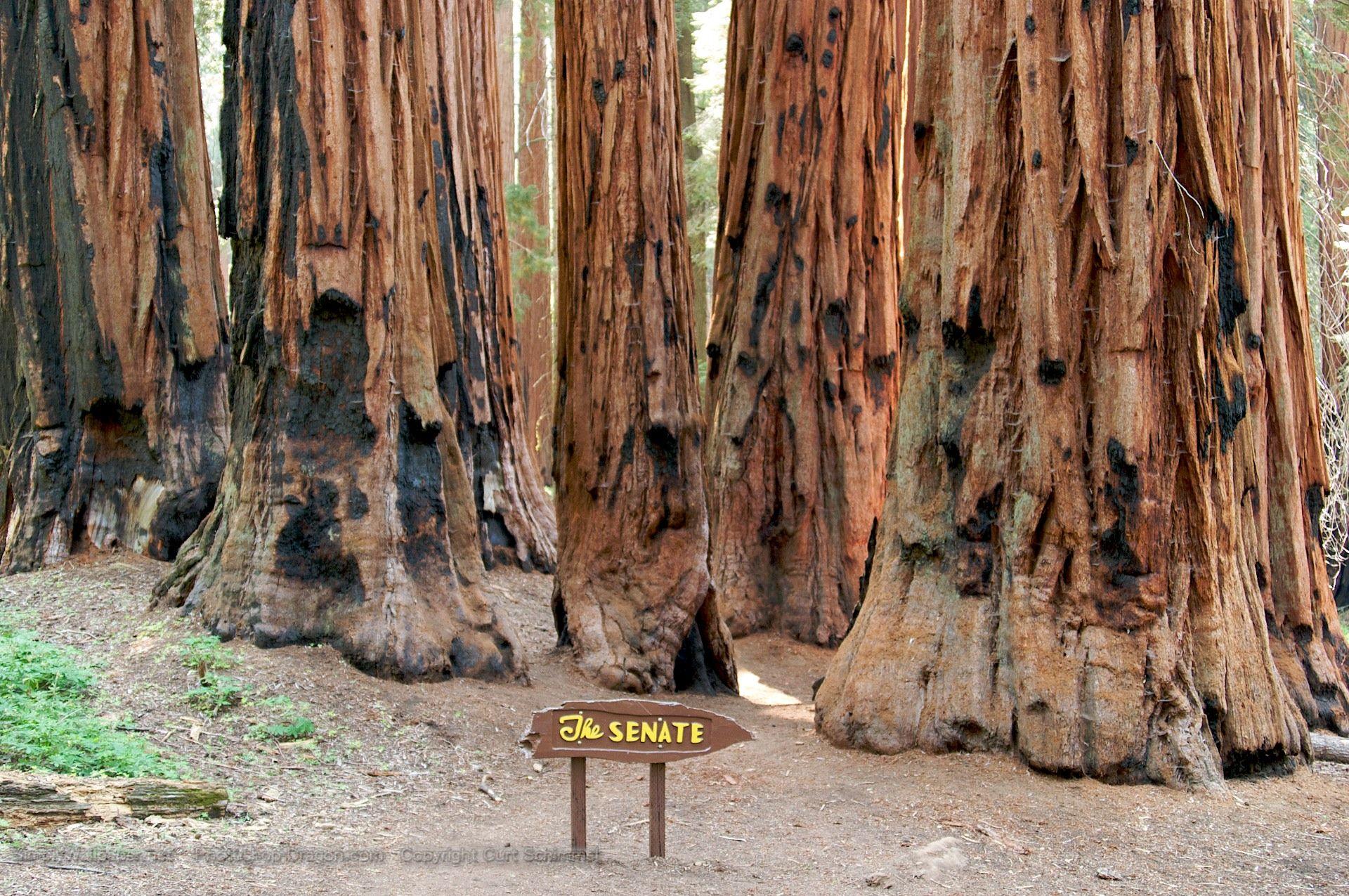 Sequoia National Park Wallpaper, Top Ranked Sequoia National