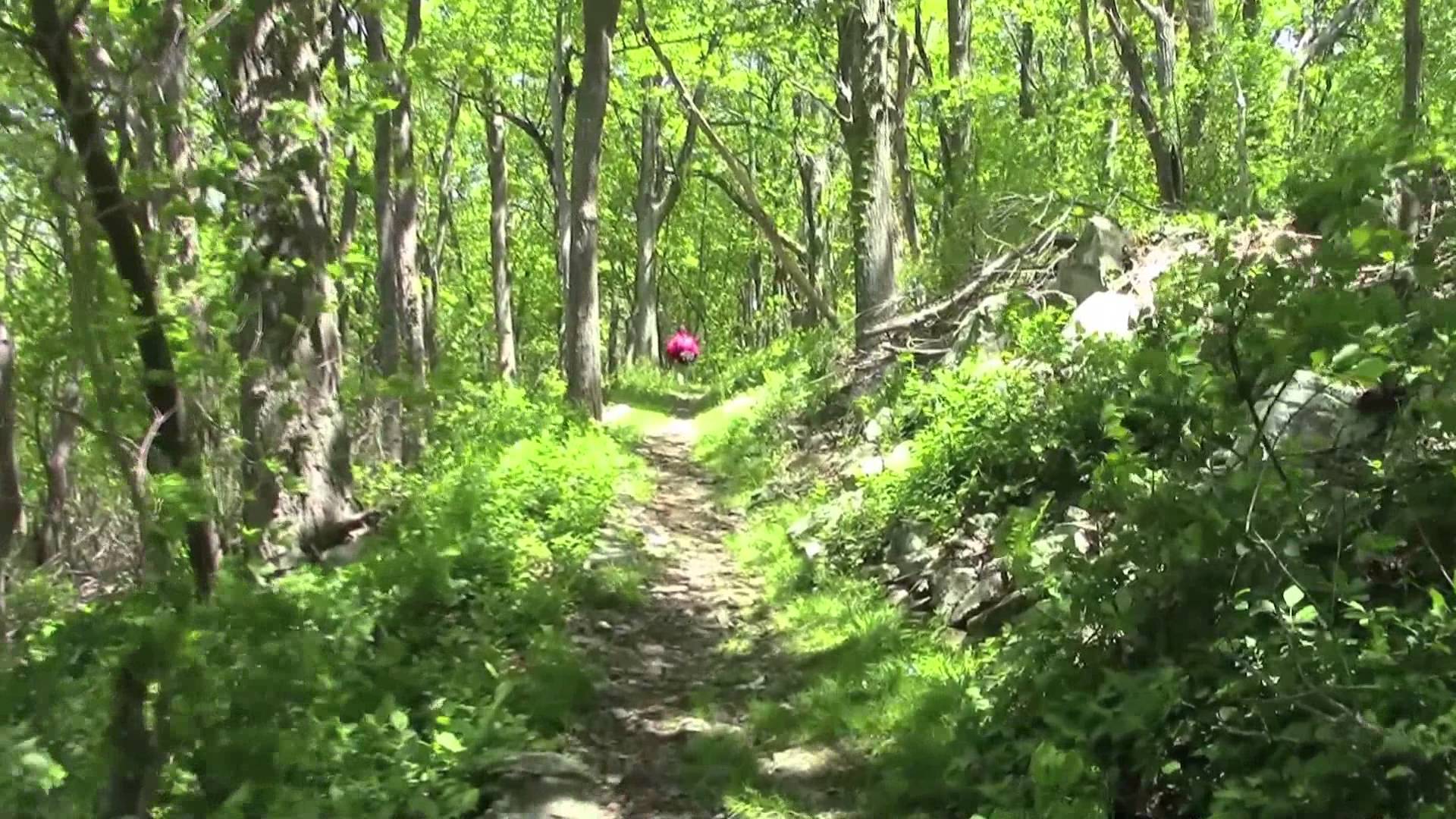Hiking the Appalachian Trail within Shenandoah National Park