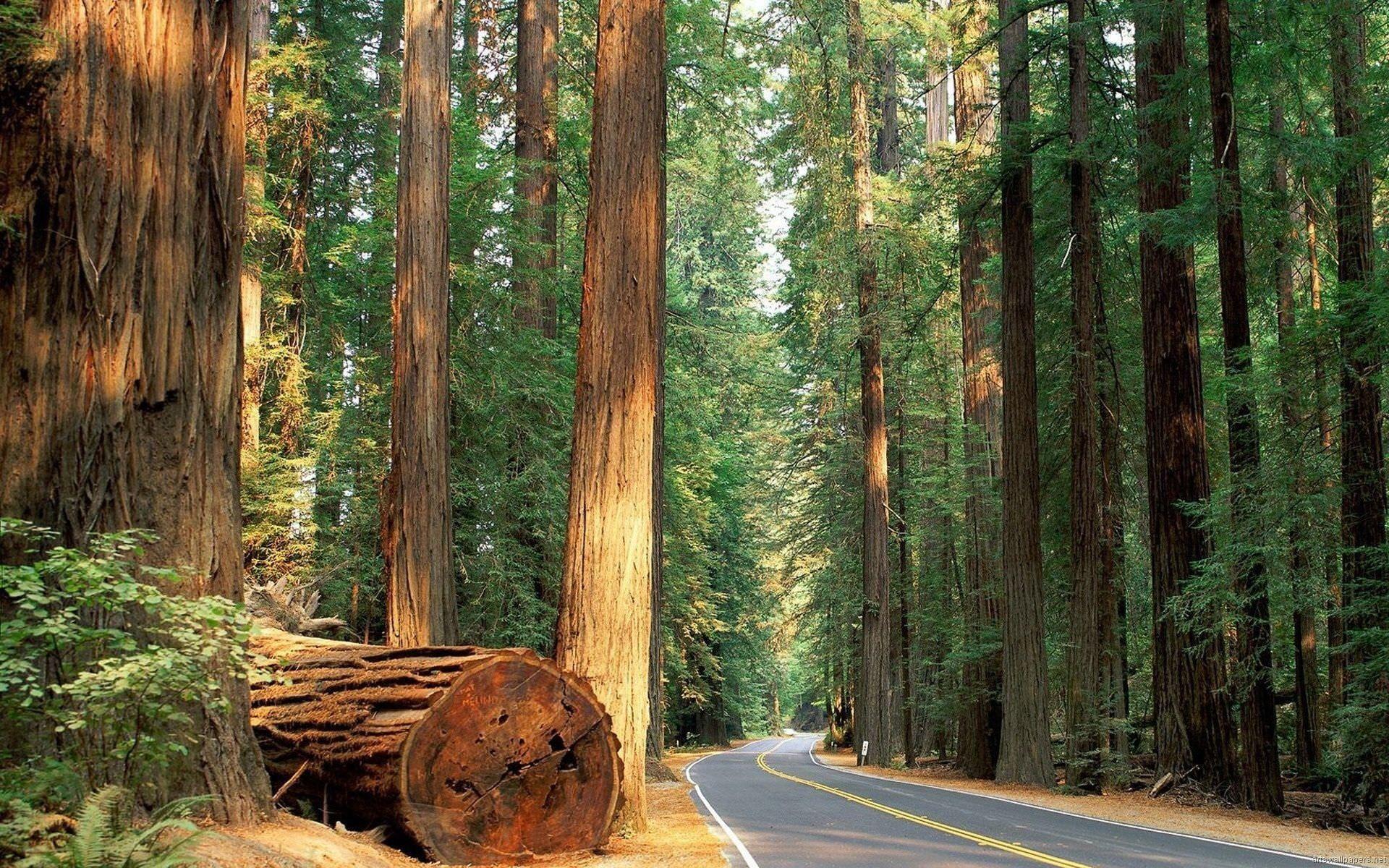 Sequoia Wallpapers Wallpaper Cave
