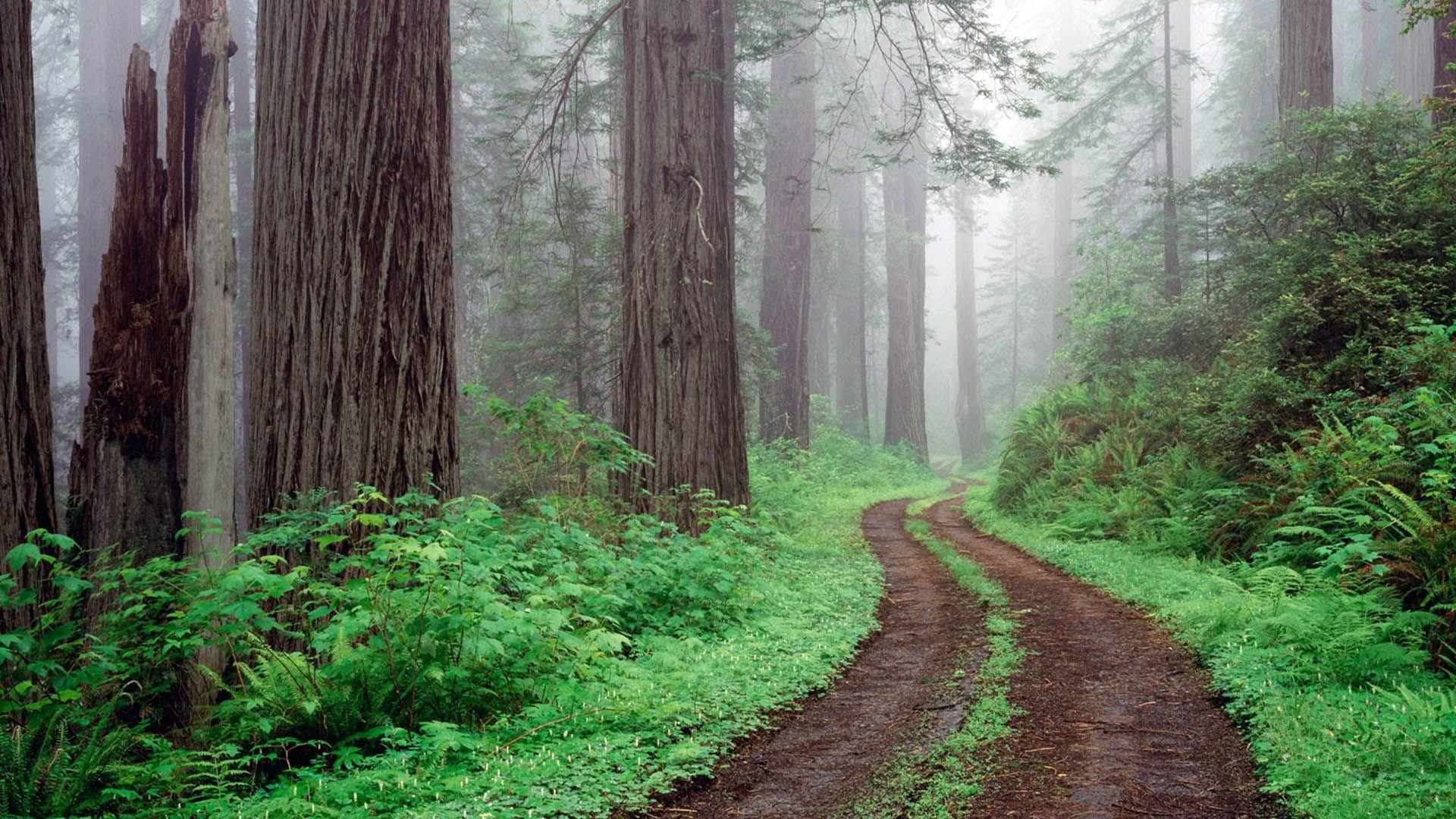 redwoods national park california. Forest National