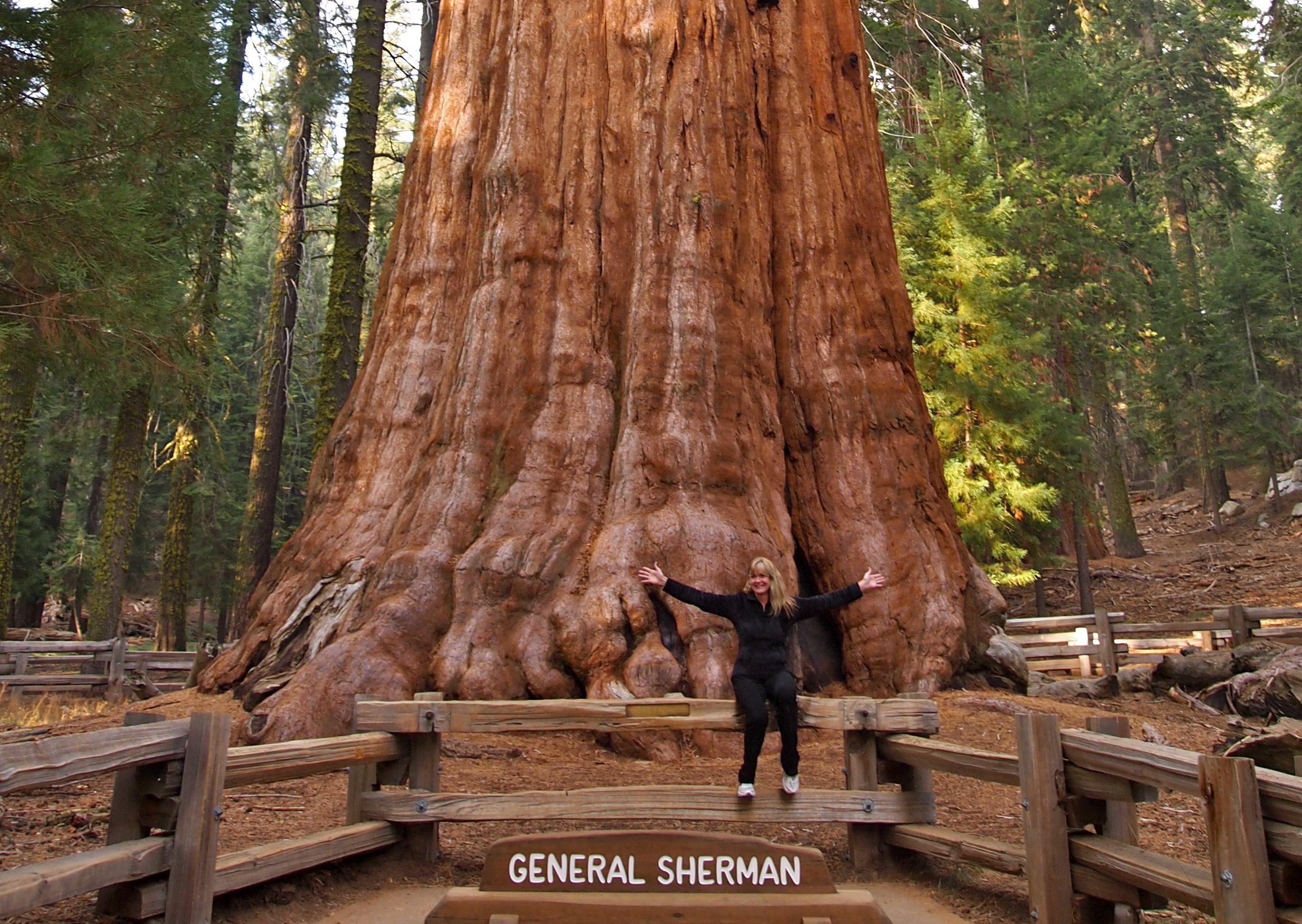 Best HD Sequoia National Park Wallpaper