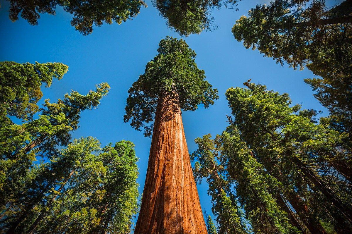 Wallpaper Sequoia National Park