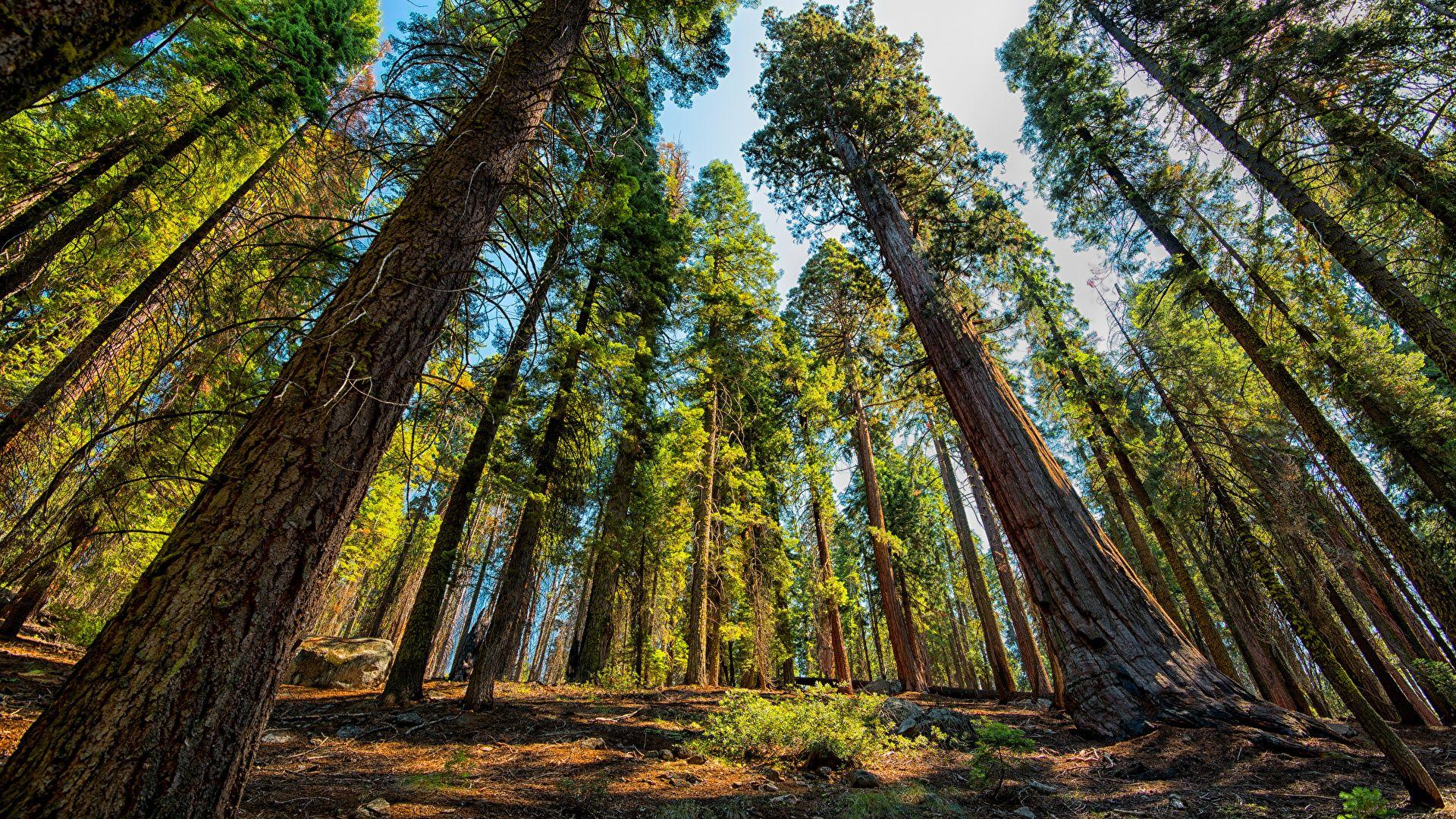 Sequoia National Park Wallpapers Wallpaper Cave