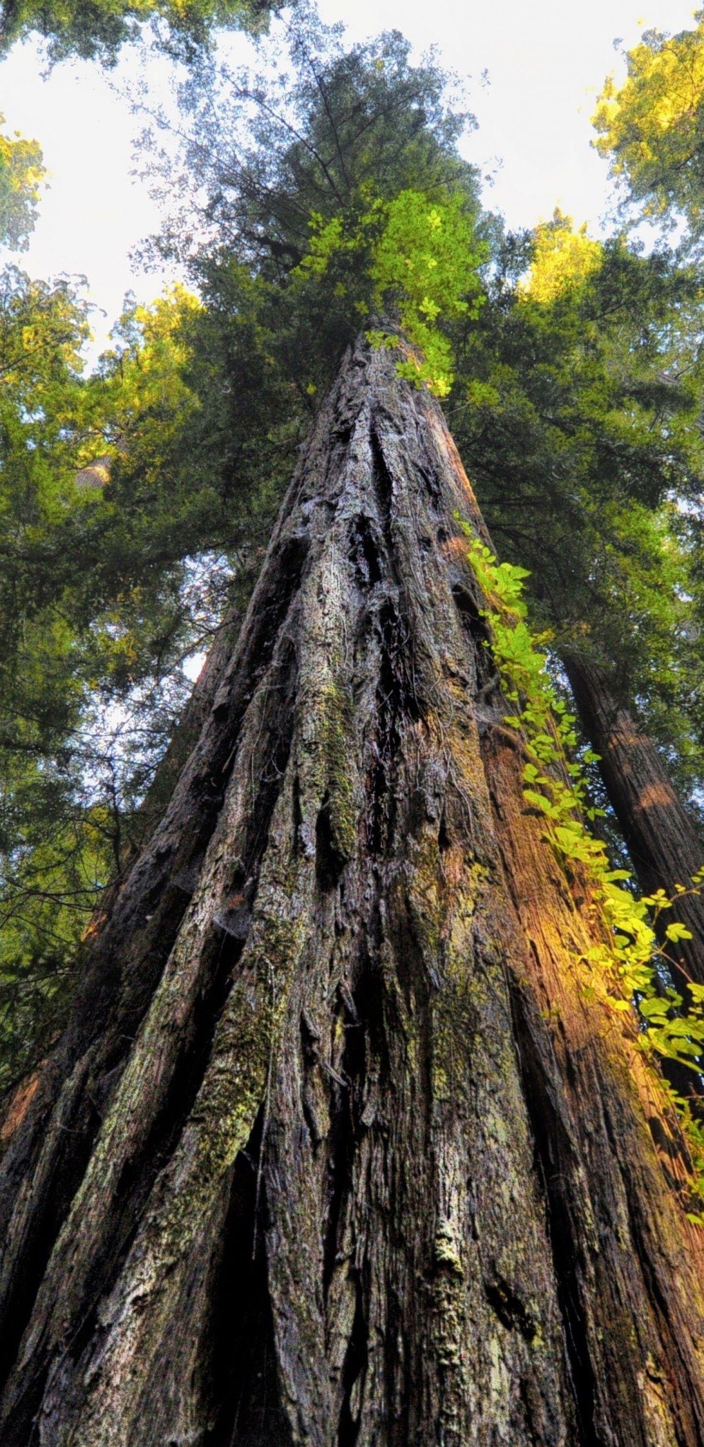 Download 1440x2960 Forest, Old Trees, Worm View, Sequoia National