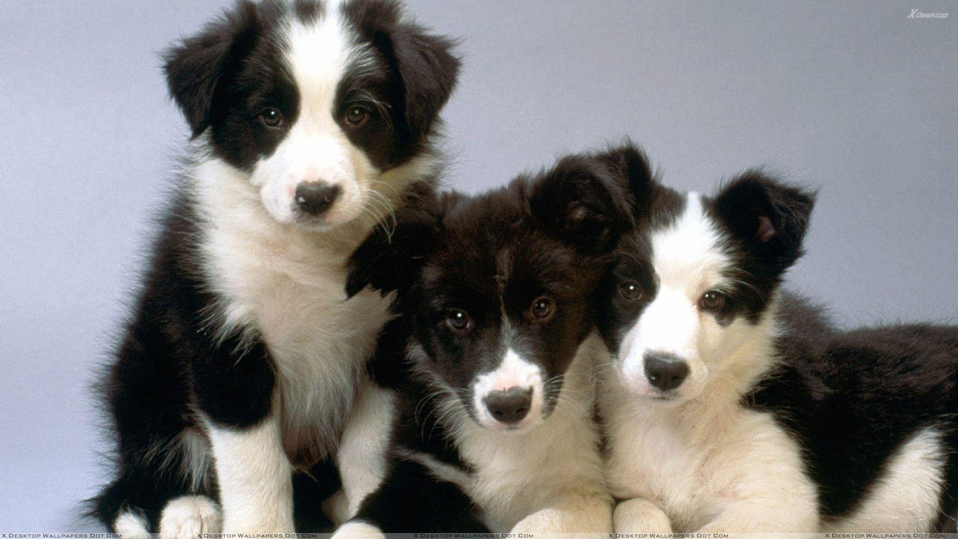 border collie and shih tzu mix. Shih Tzu Black And White Border
