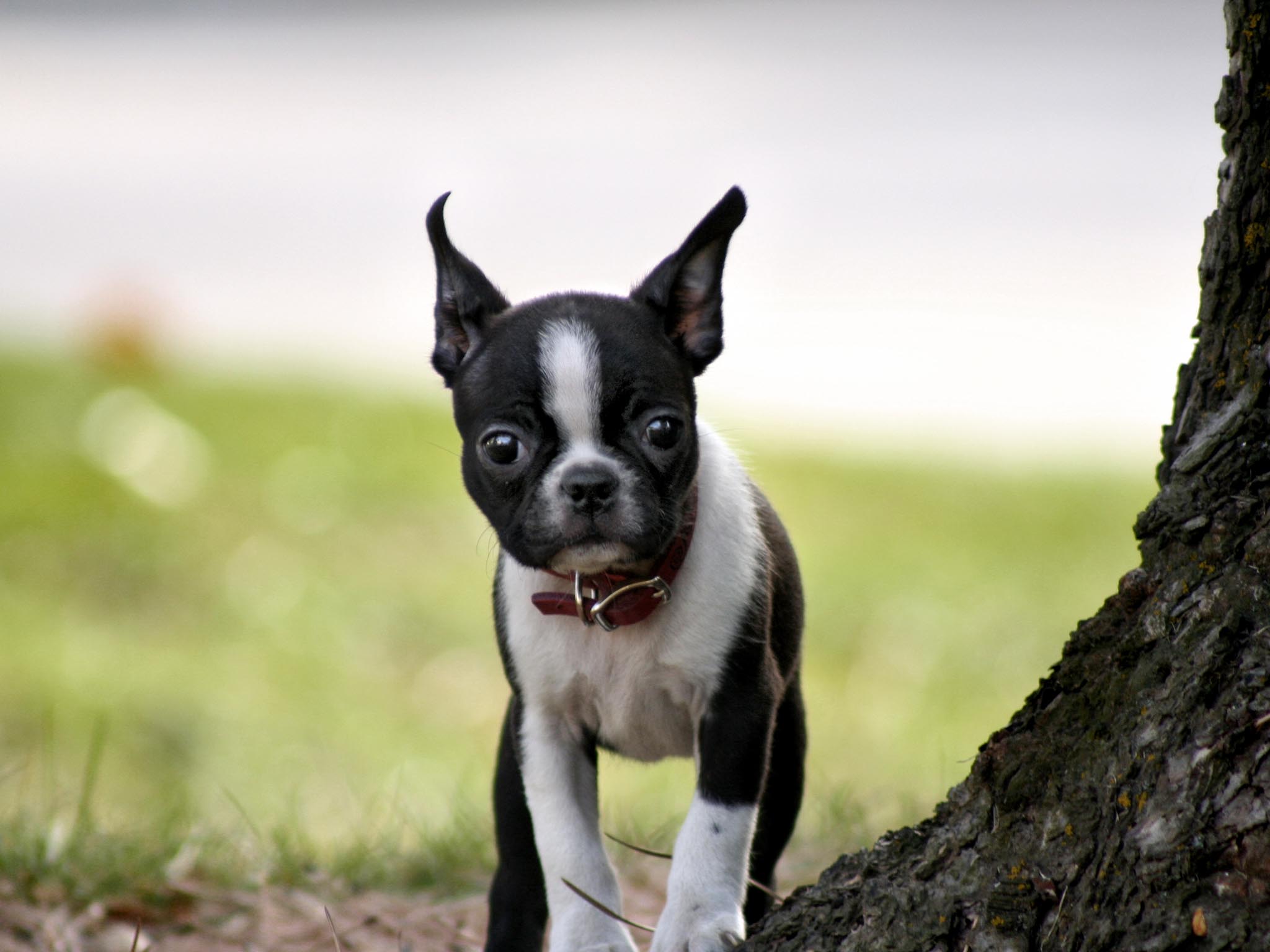Boston Terrier Wallpaper