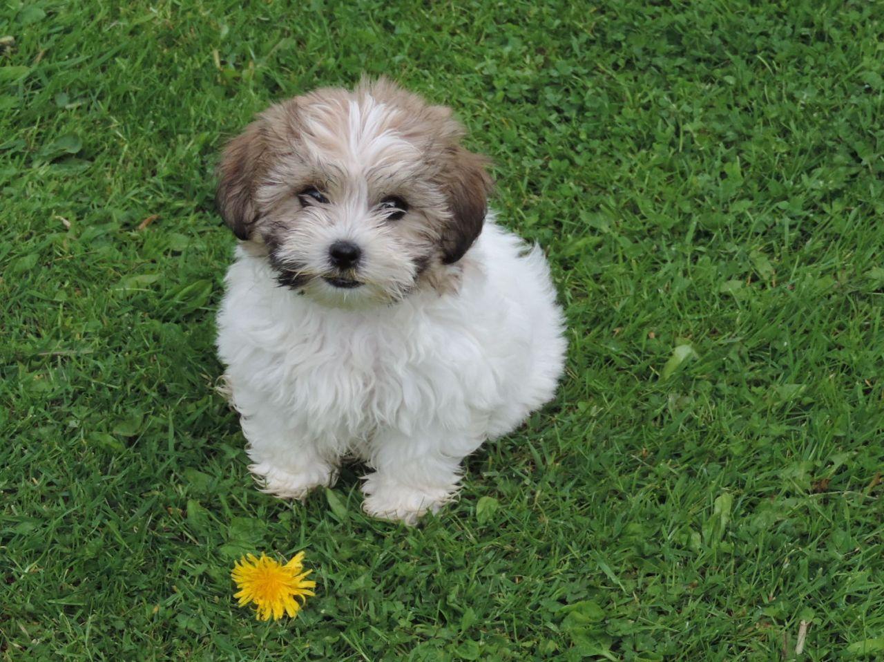 shih tzu bichon mix hypoallergenic