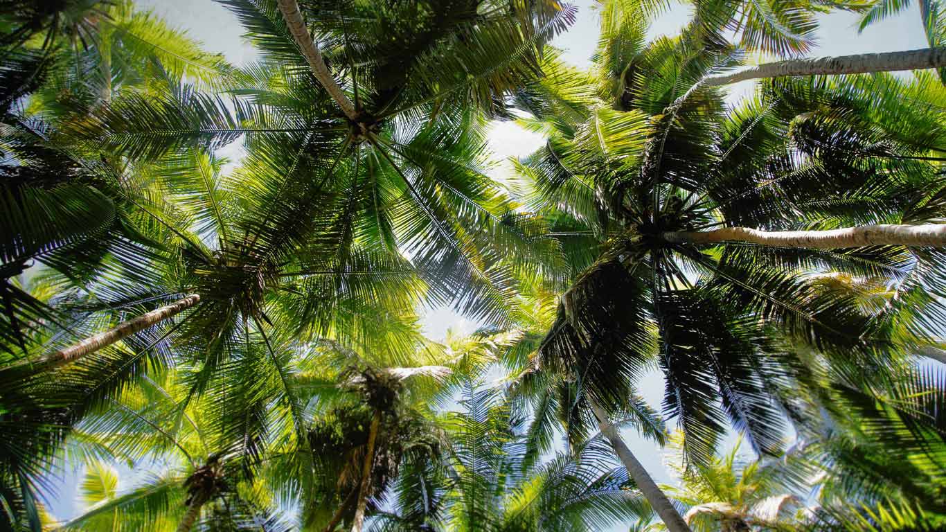 Palm trees over Maho Bay, Virgin Islands National Park wallpaper