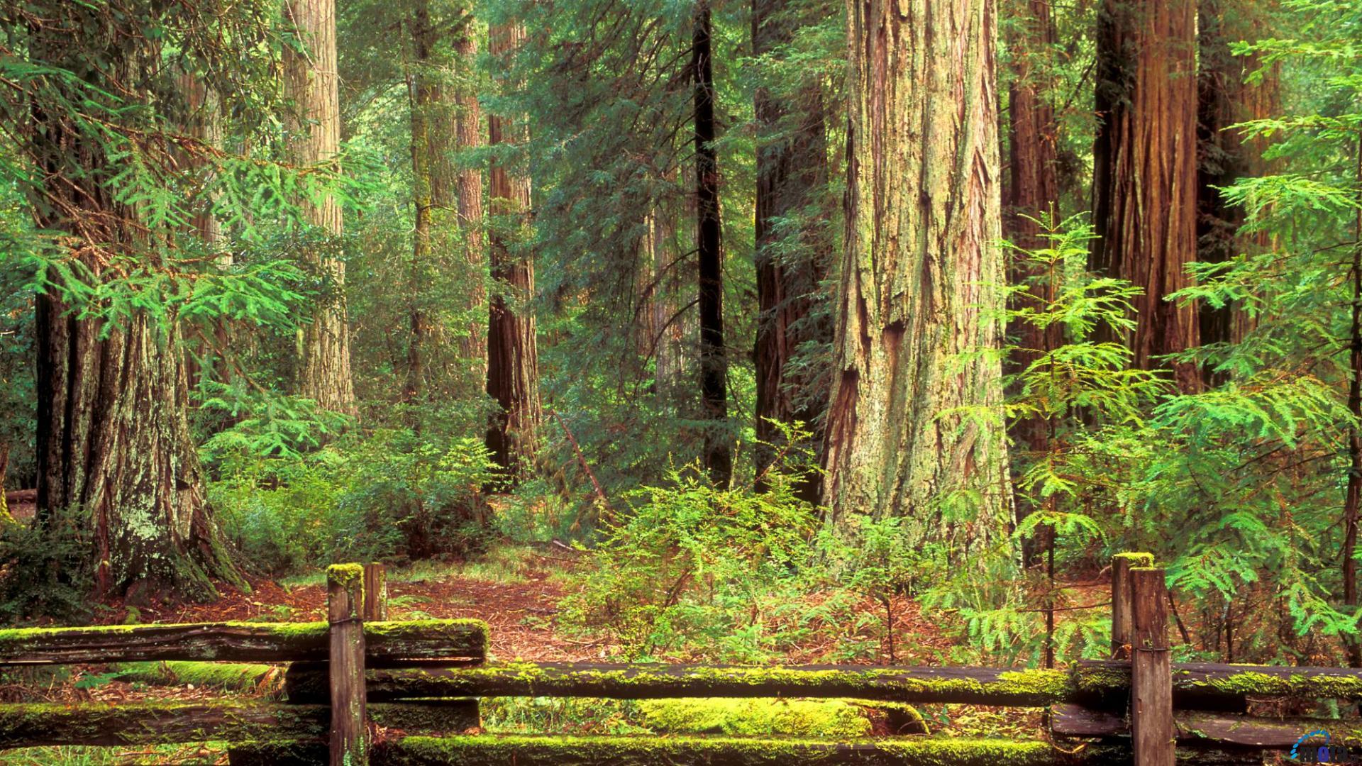 Redwood Forest Wallpaper. Forest wallpaper