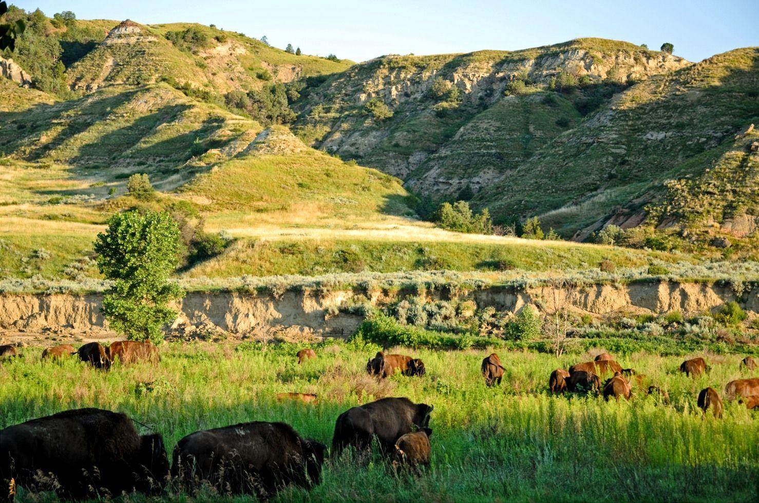 Explore Theodore Roosevelt National Park's Homepage