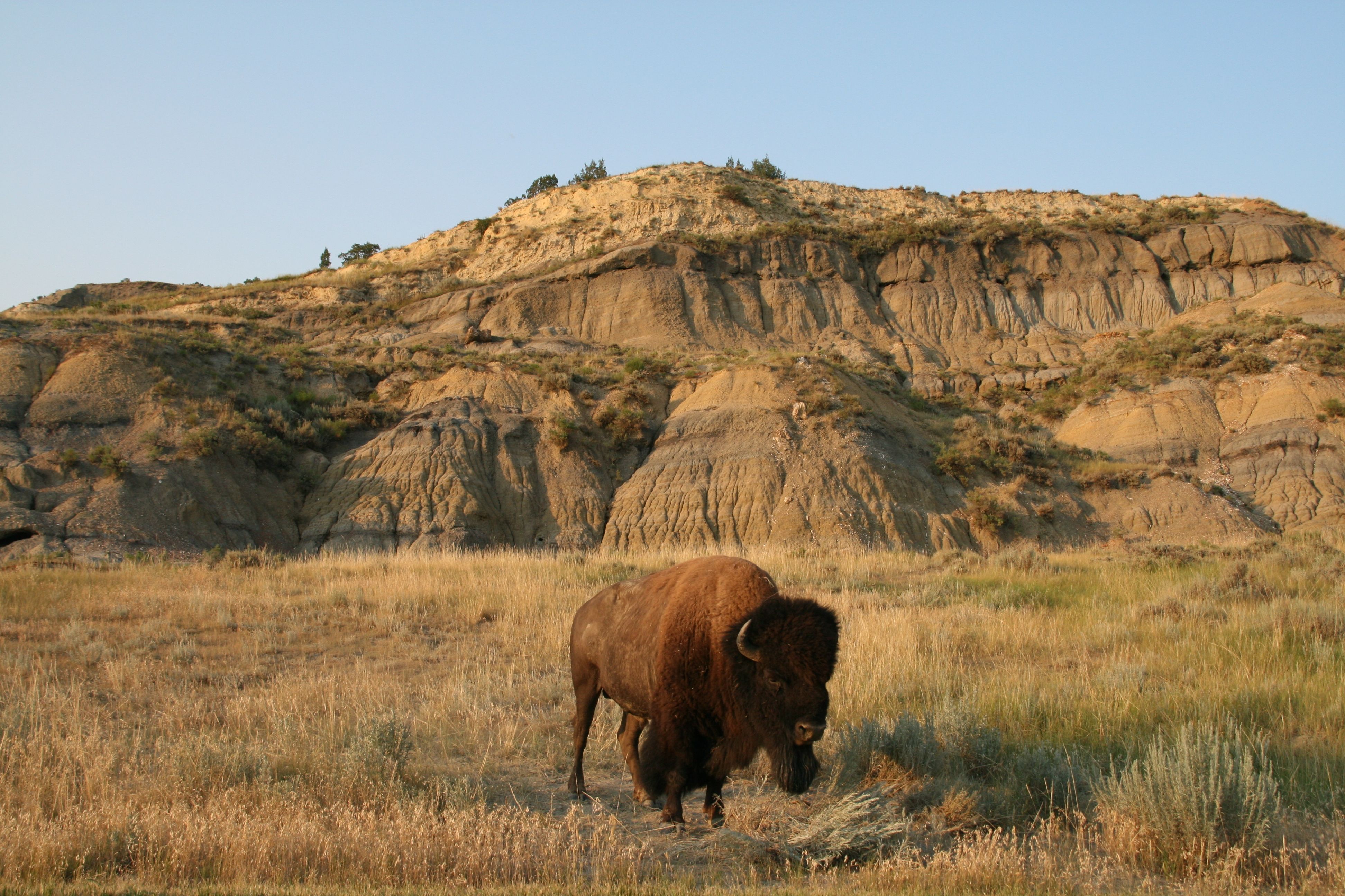Theodore Roosevelt National Park Park in United States