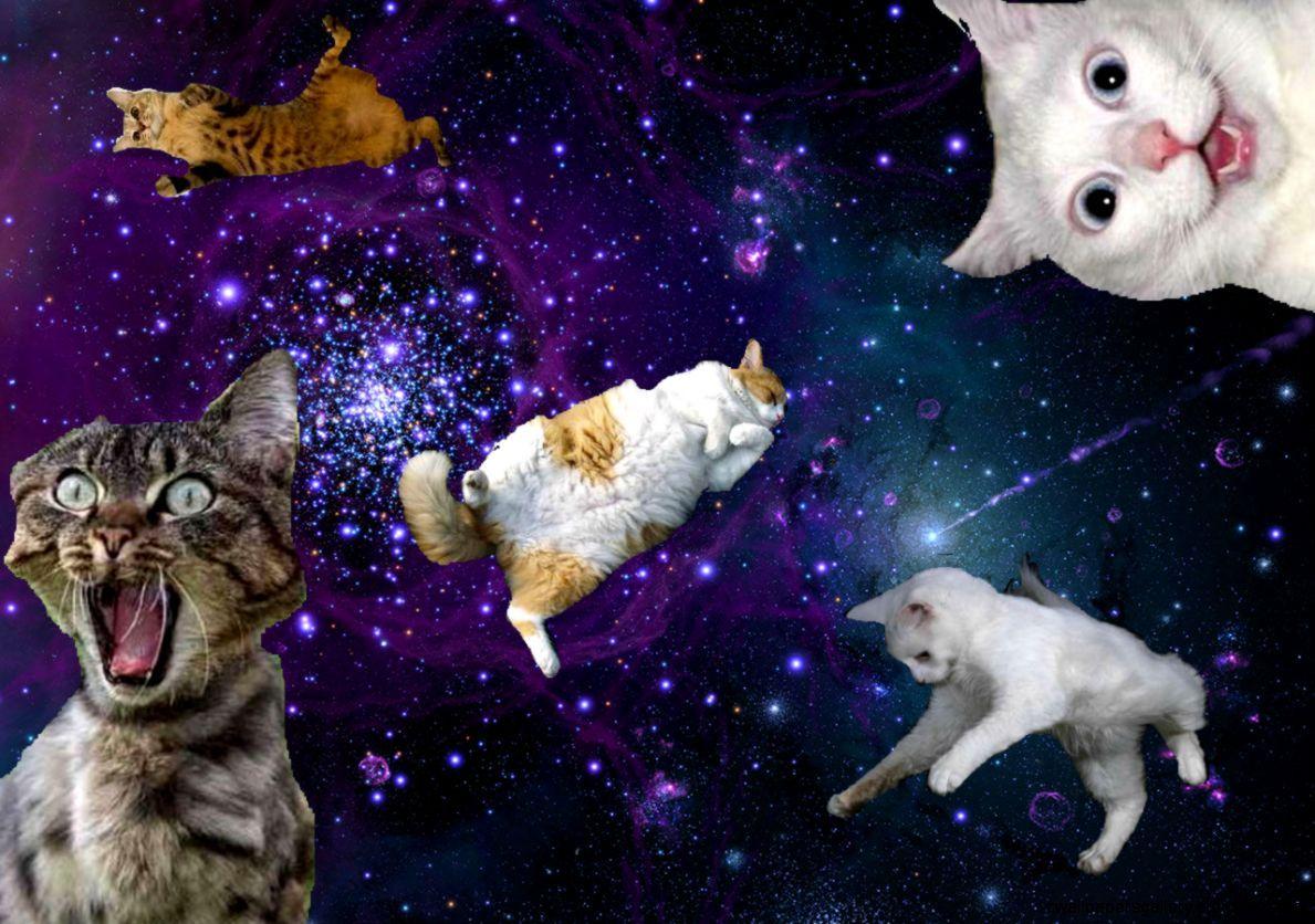 Cats Tumblr Galaxy Background