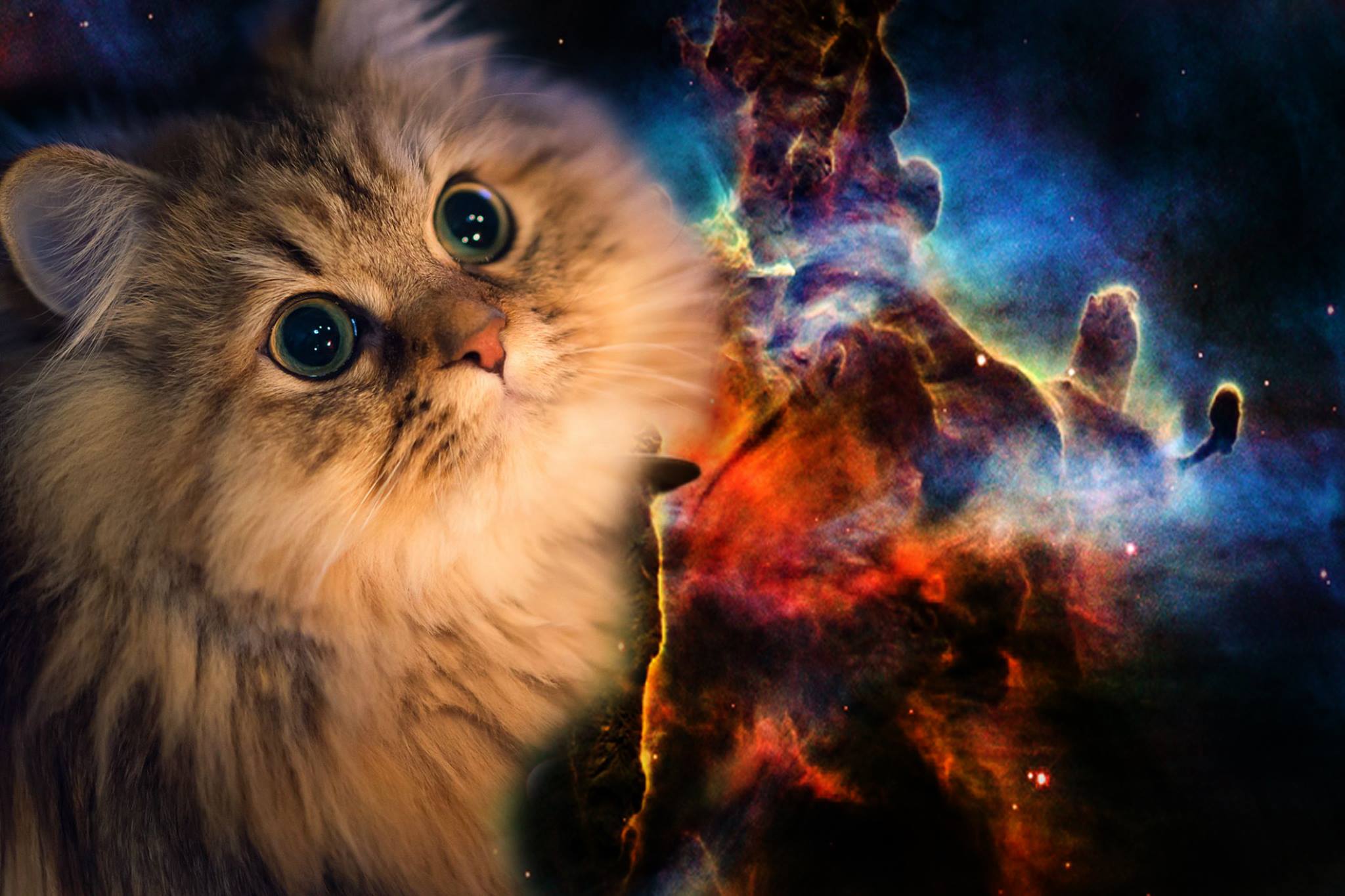 Download Cat wallpaper to your cell phone cat galaxy shades 2048x1365