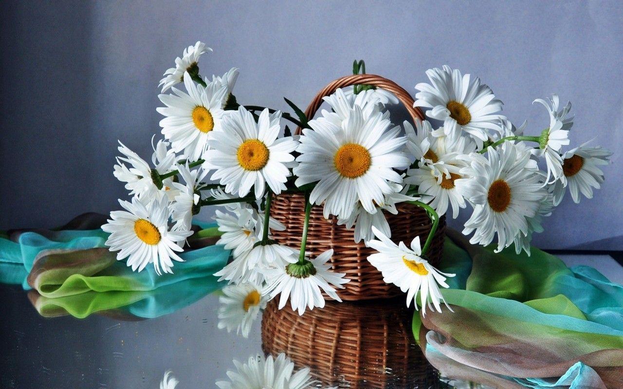 Chamomile Flower Bouquet Wallpapers - Wallpaper Cave