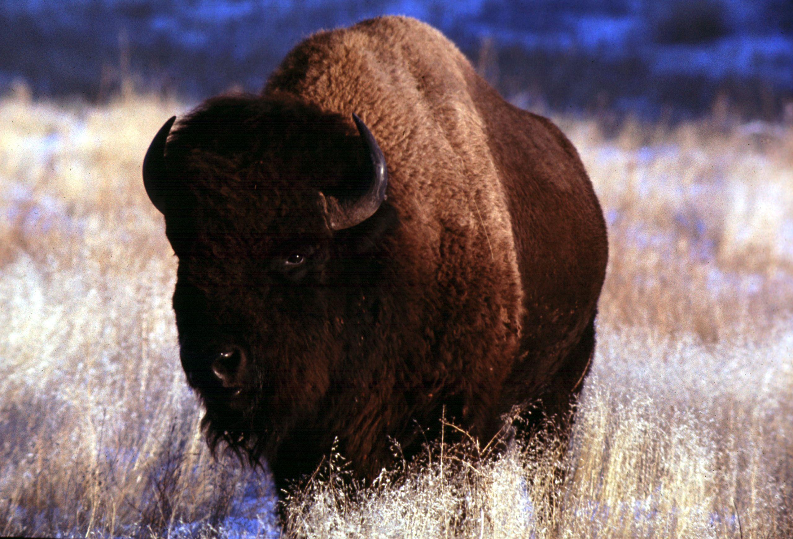 Bison Bull At Wind Cave National Park. Free Desktop Wallpaper