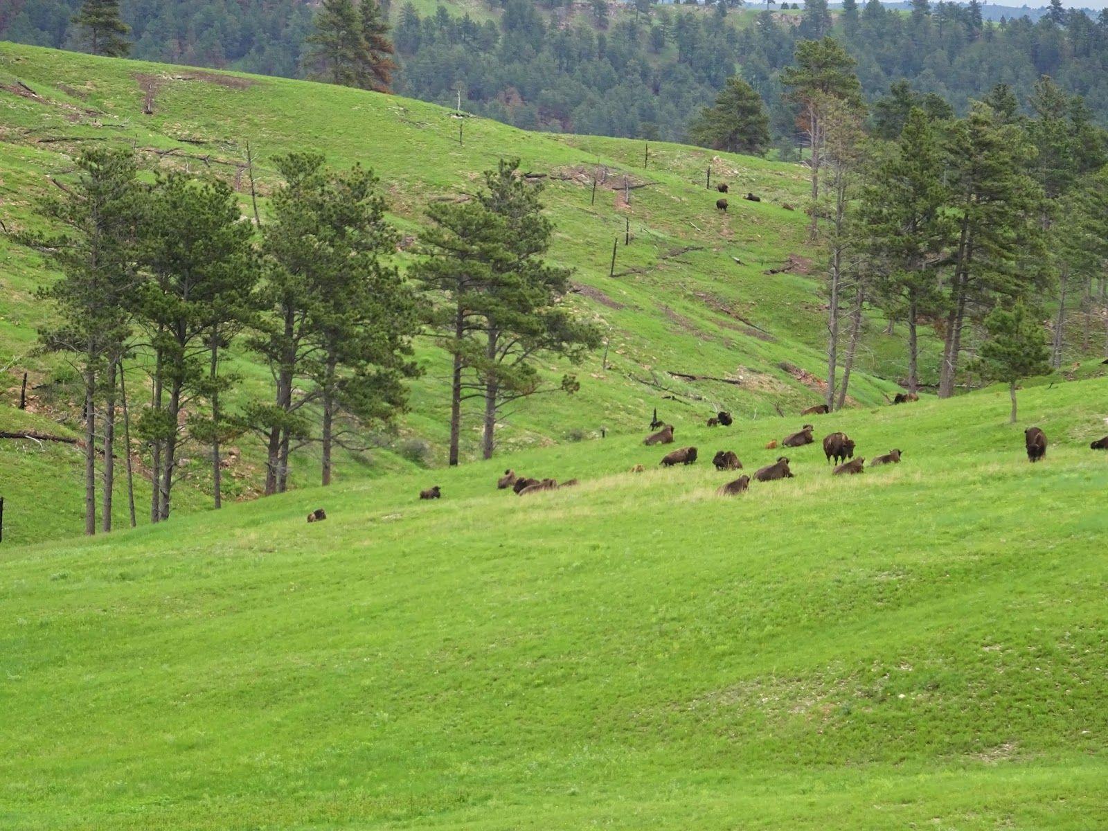 Metamorphosis Road: A Day at Wind Cave National Park