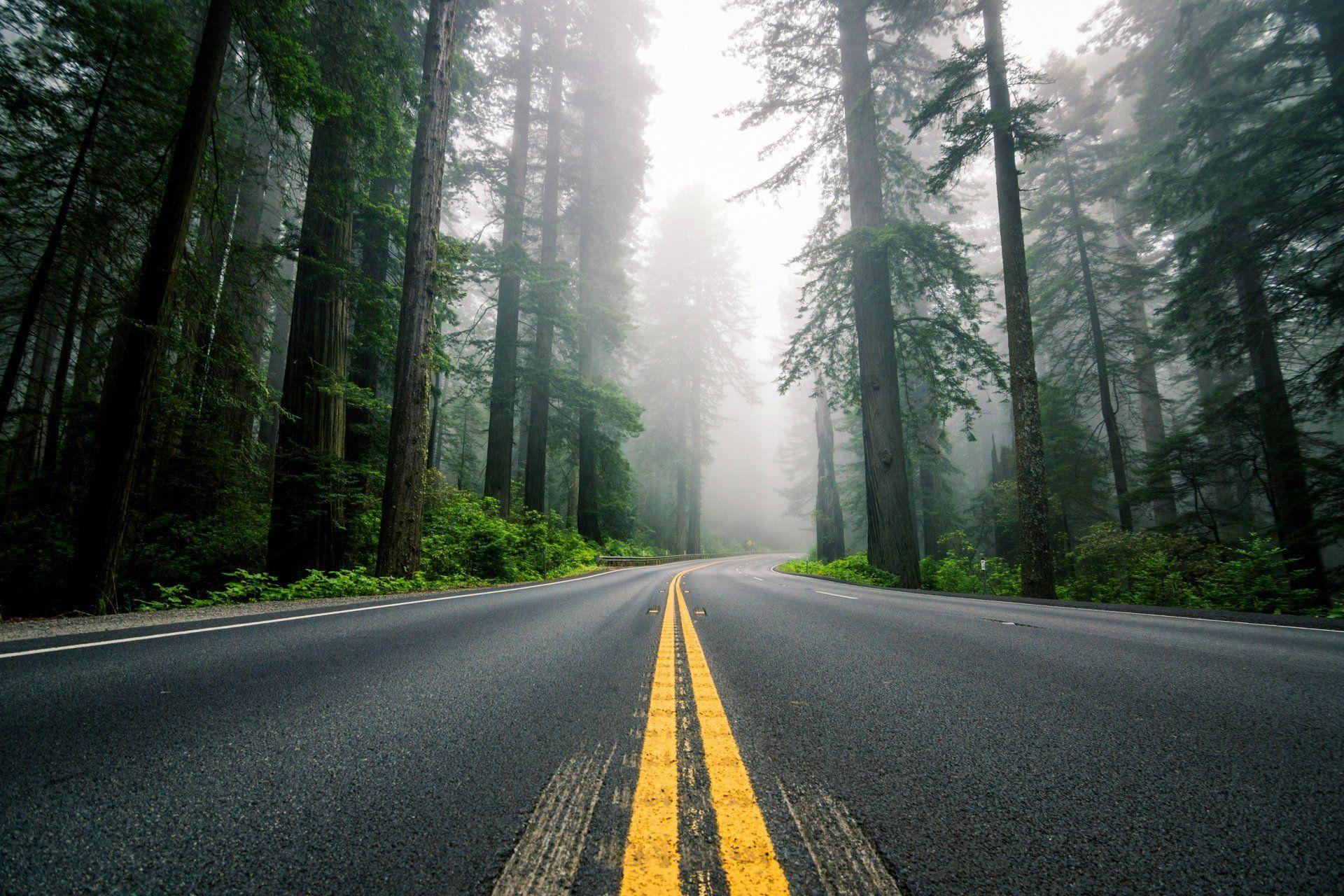 united states north america road highway counting forest redwoods