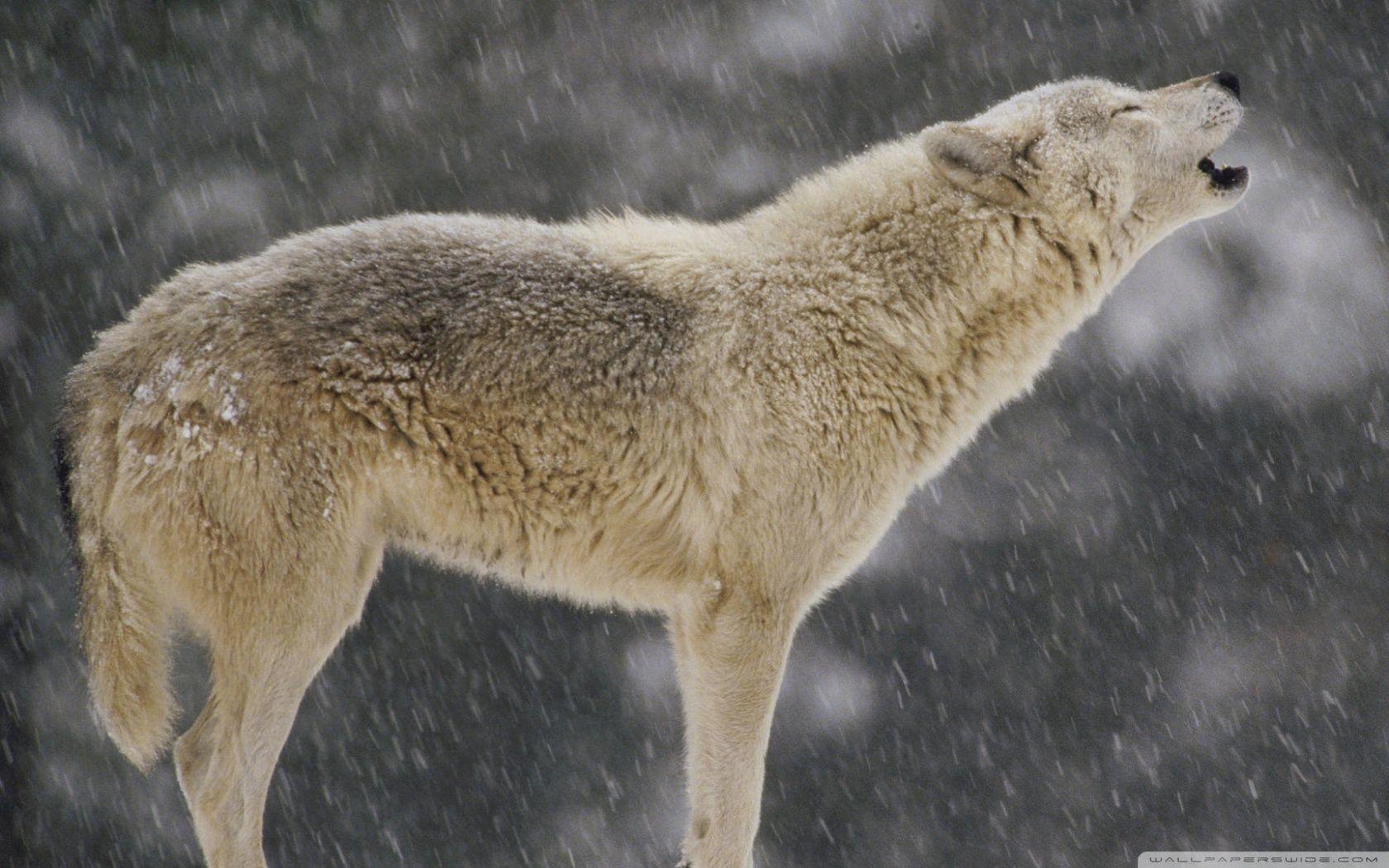 Female Timber Wolf Howling North America ❤ 4K HD Desktop
