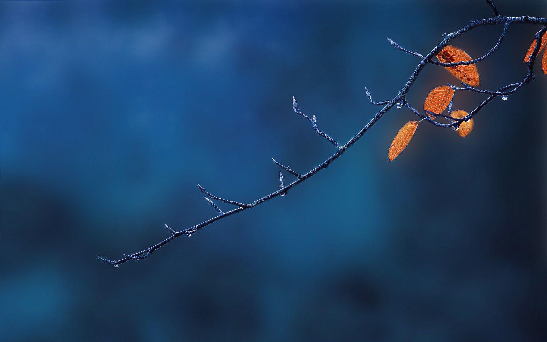 Lovely Twig Wallpapers - Wallpaper Cave