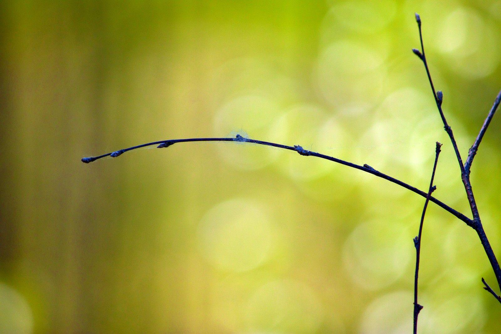 Lovely Twig Wallpapers - Wallpaper Cave