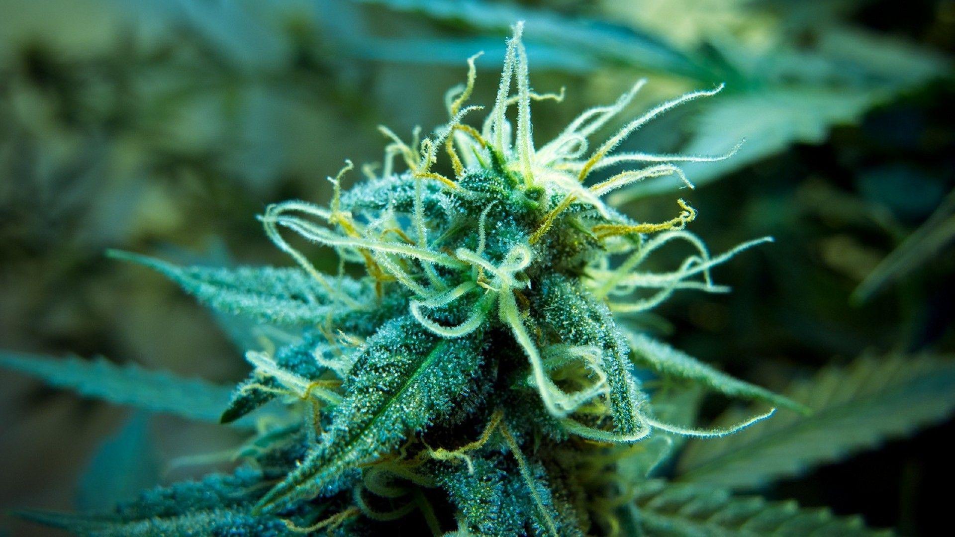 marijuana weed 420 ganja free desktop background and wallpaper