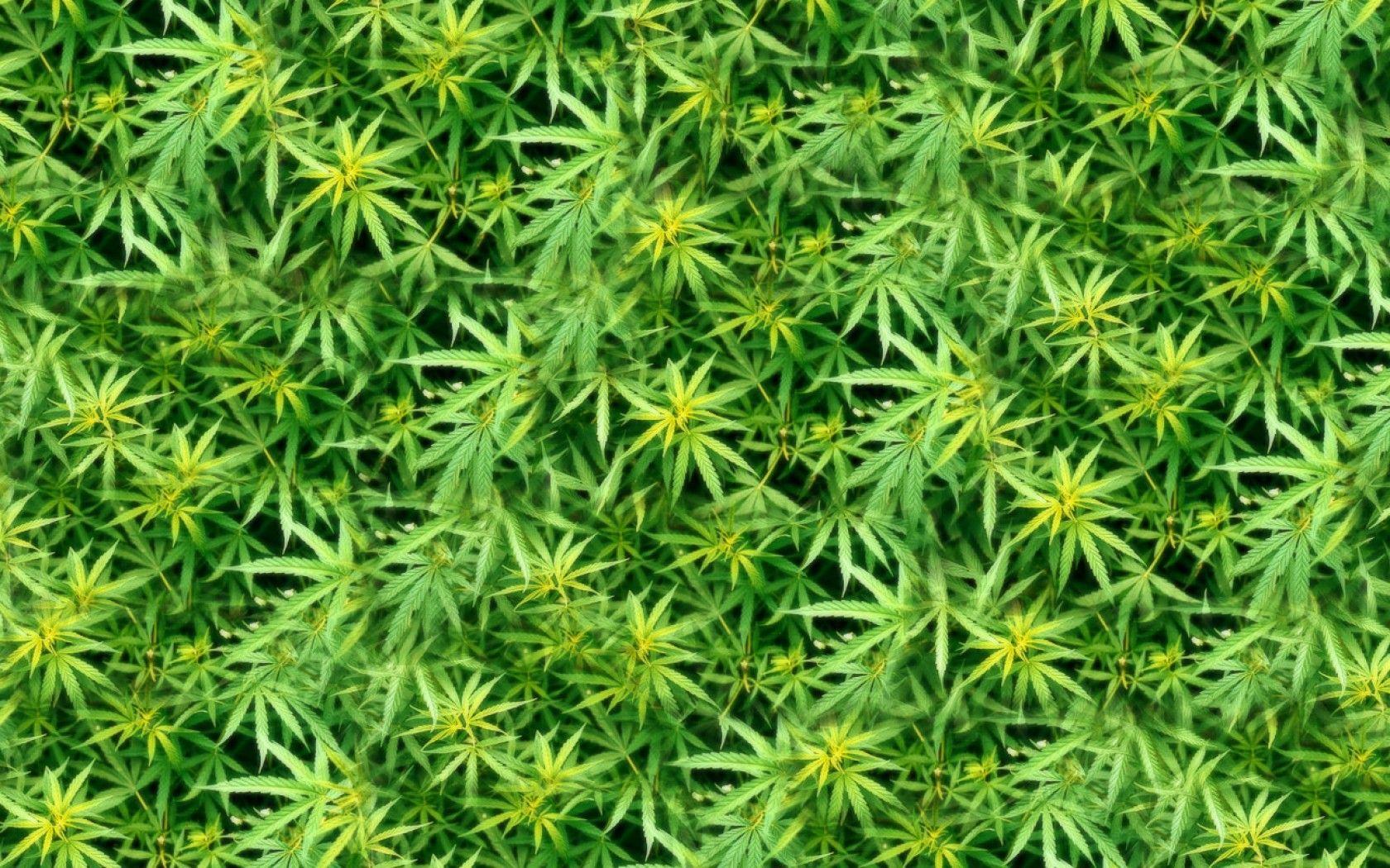 ganja wallpaper