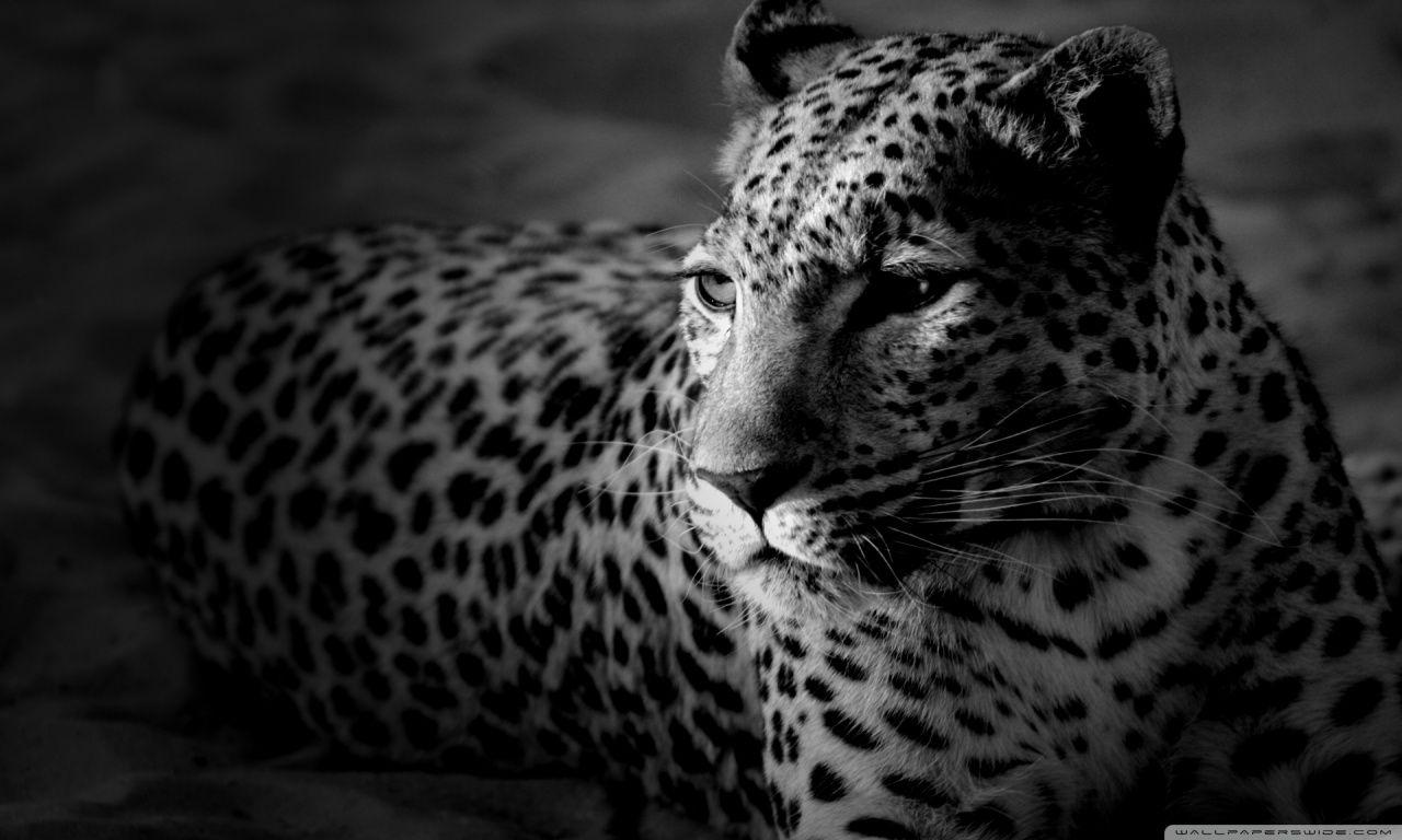 desktop background HD jaguar Photo