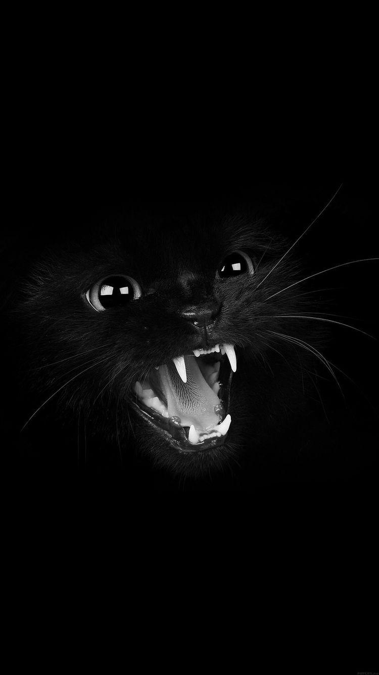 iPhone Angry Cat Teeth, Black. Cat wallpaper, Cats