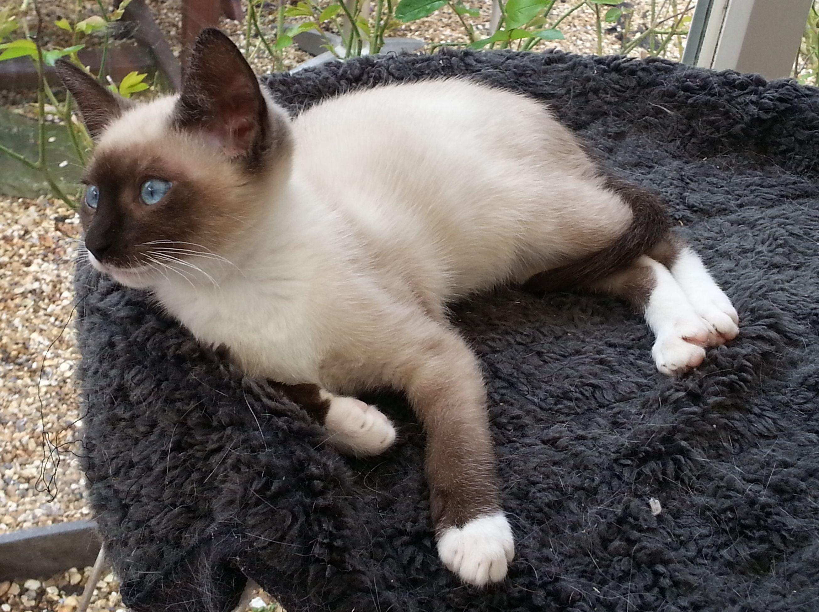 Charming Snowshoe Breed As Well As Siamese Cat With White Feet