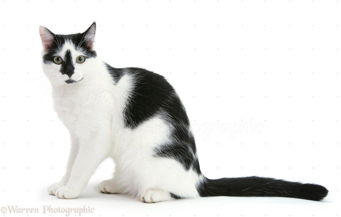 18716 Black And White Cat White (1434×914). Cats 4