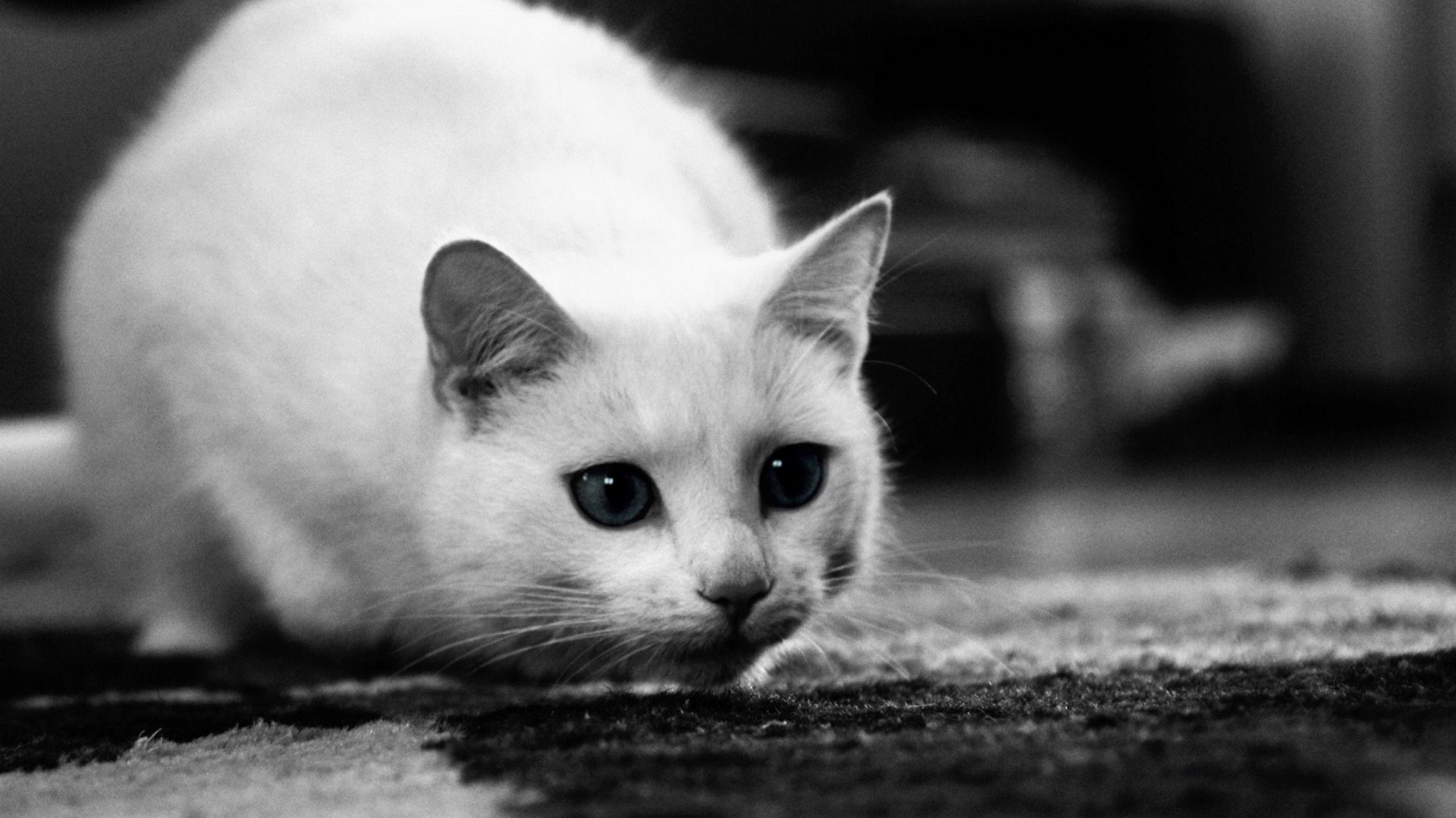 Black And White Cat Photography Picture 2745 Wallpaper