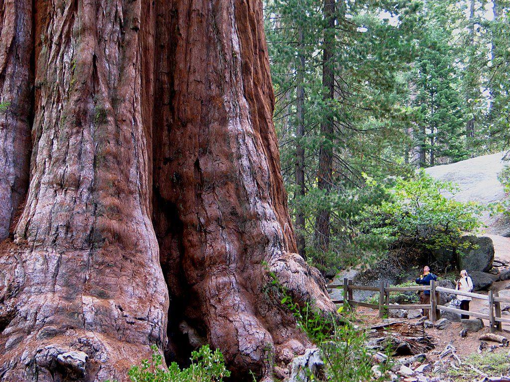 Sequoia N. P. General Grant Tree AL