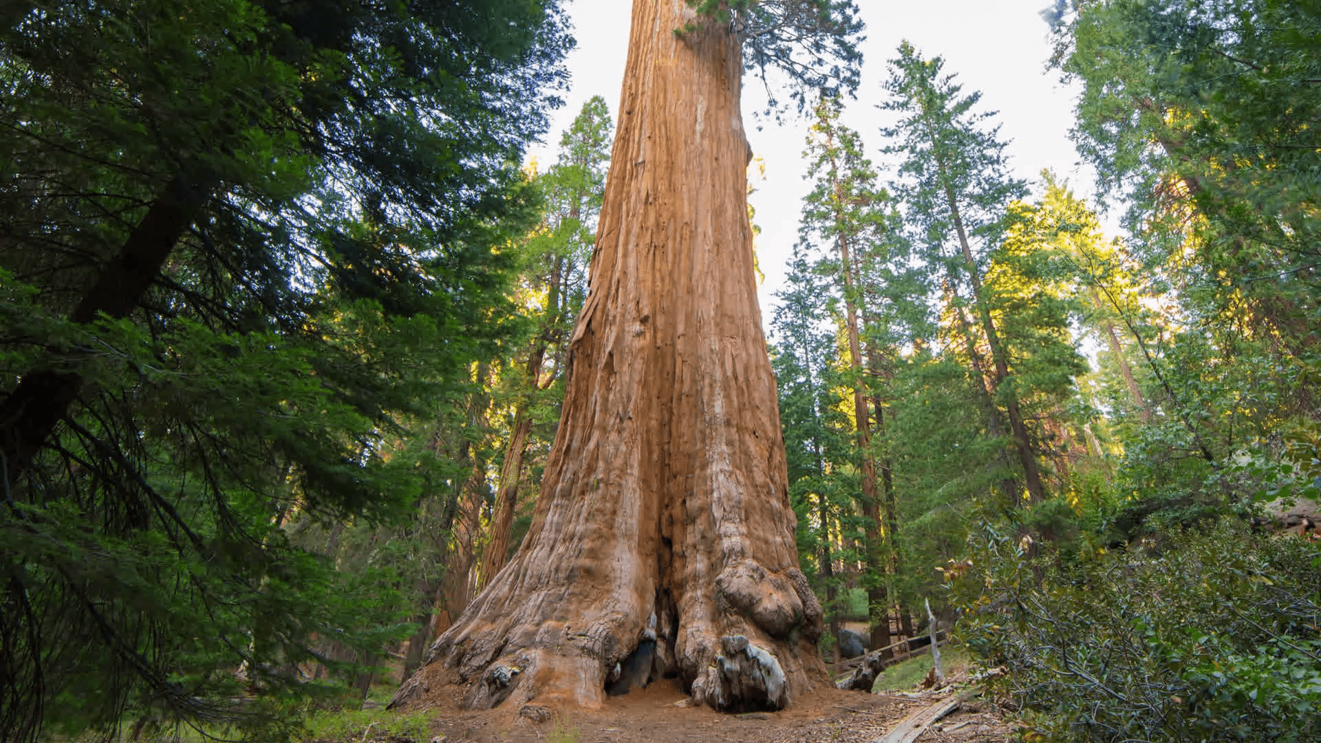 Timelapse of General Grant Tree at Dusk in Sequoia National Park
