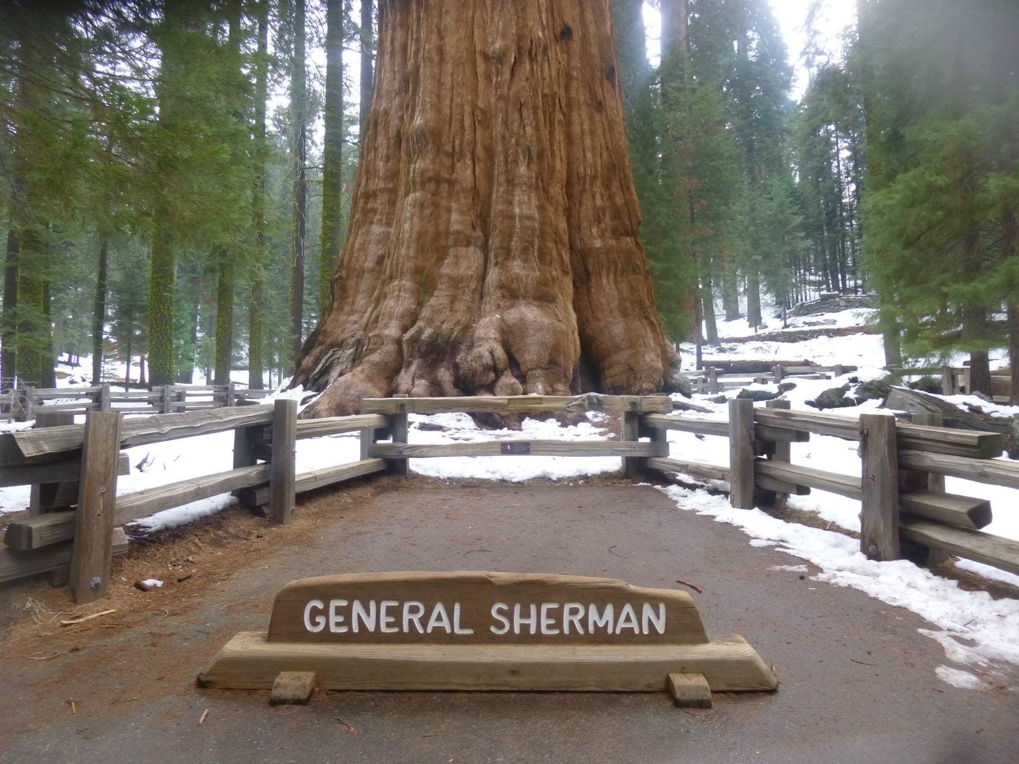 Sequoia National Park General Sherman Tree Via Dashcam—Panorama G