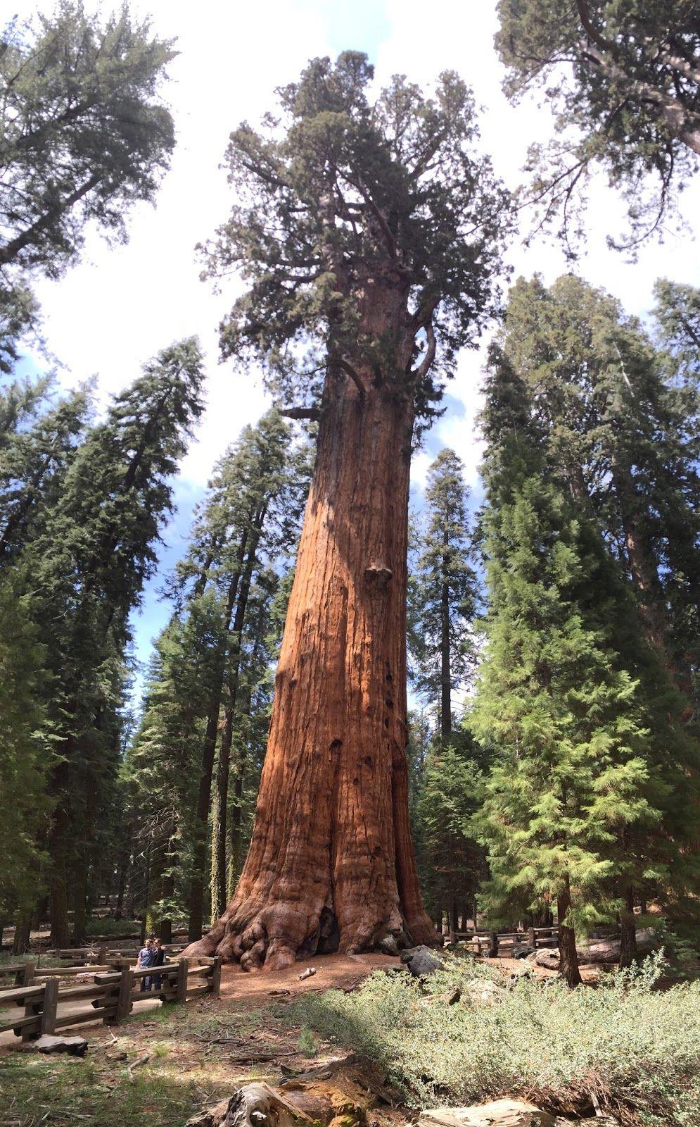Sherman tábornok fája (General Sherman Tree) egy óriás mamutfenyő