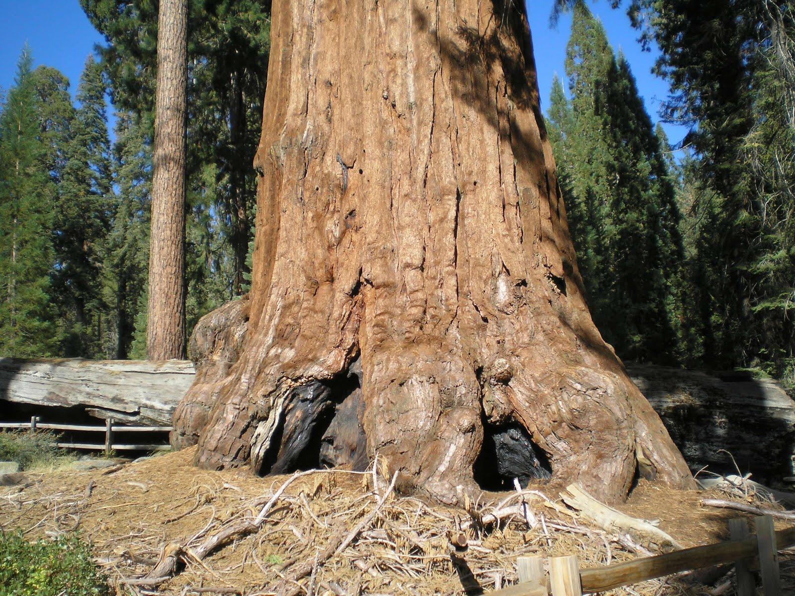 The Road Genealogist: Grant Grove Canyon National Park