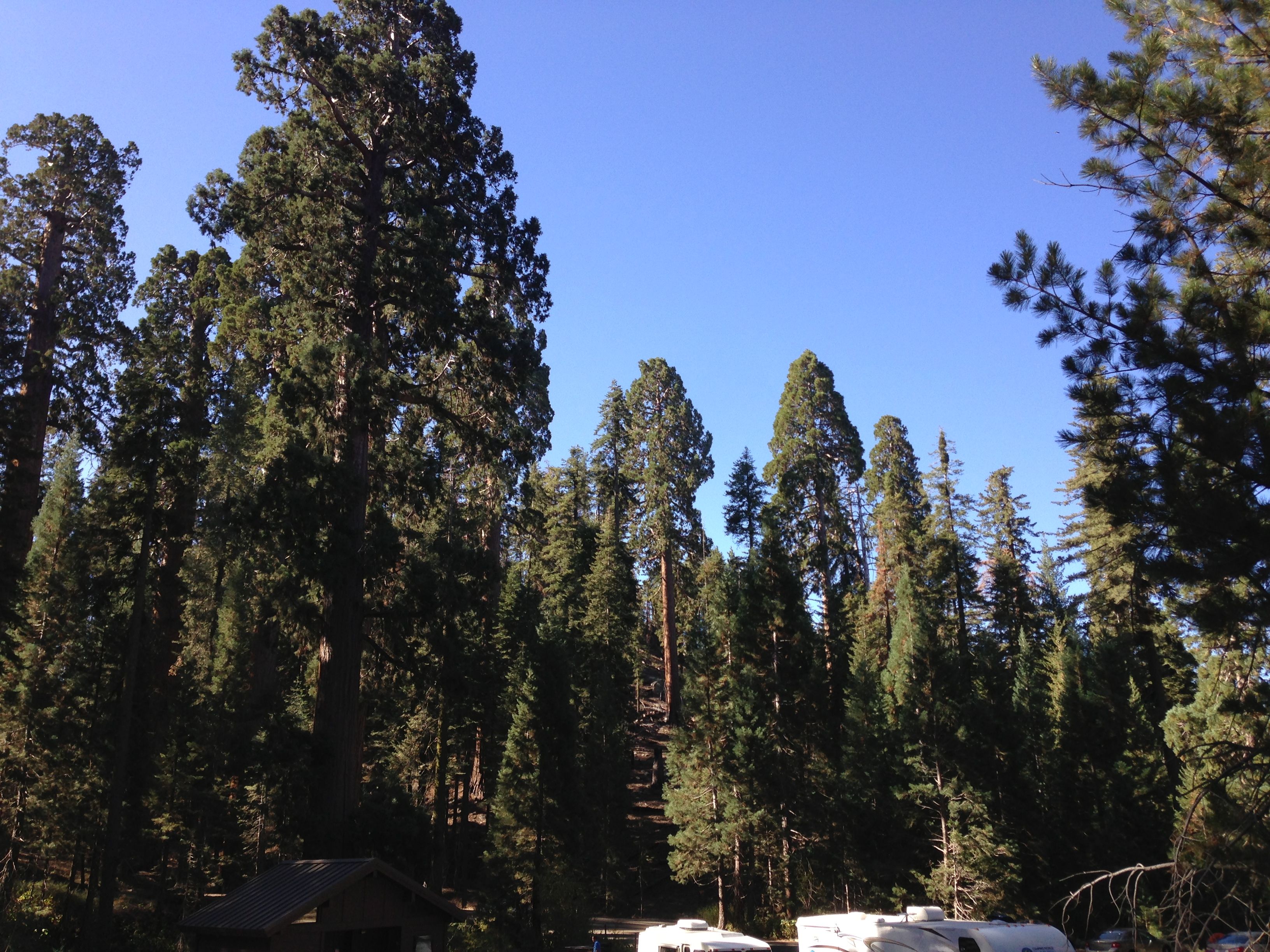 2013 09 20 09 50 42 Giant Sequoias In General Grant