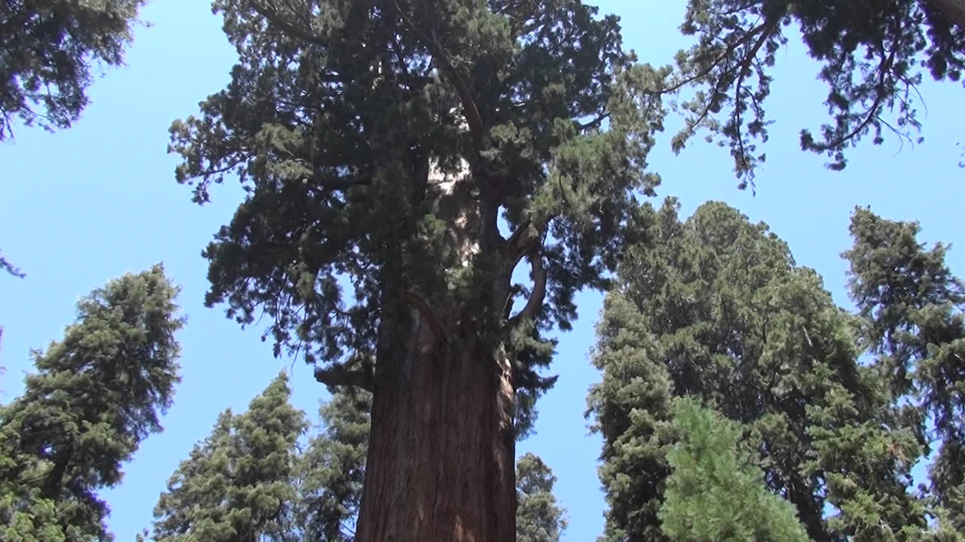 General Sherman Tree trail, Sequoia National Park, USA