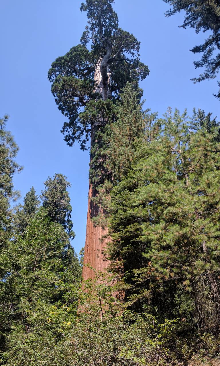 King Sequoia tree wallpaper