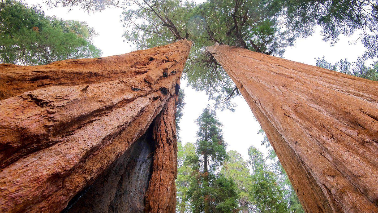 General Sherman Tree Picture: View Photo & Image of General