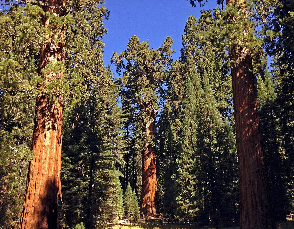 Giant Forest, California