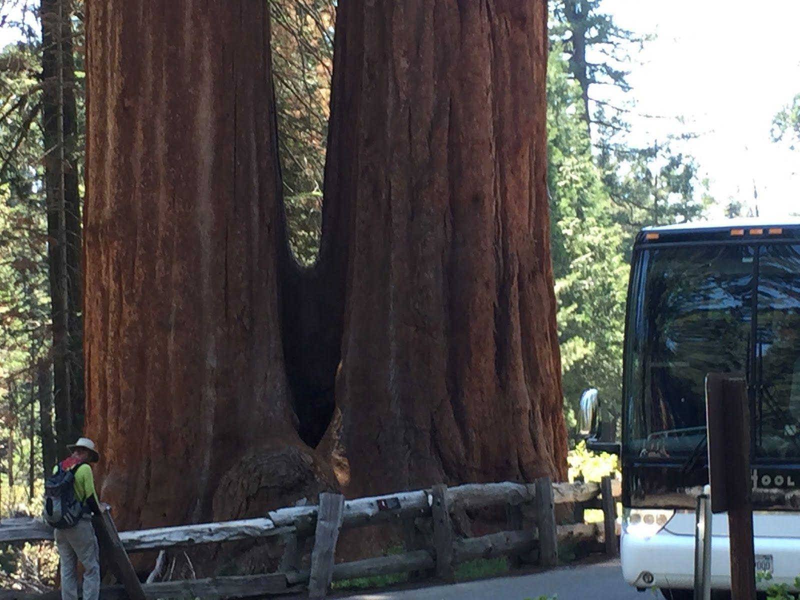 The Roadrunner Chronicles: A Day in Sequoia and King's Canyon