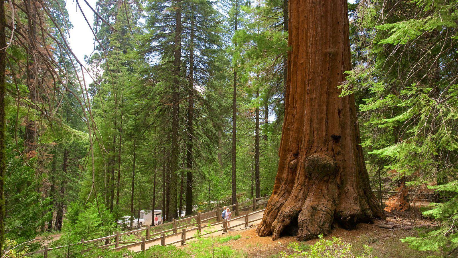 Sequoia and Kings Canyon National Parks Picture: View Photo
