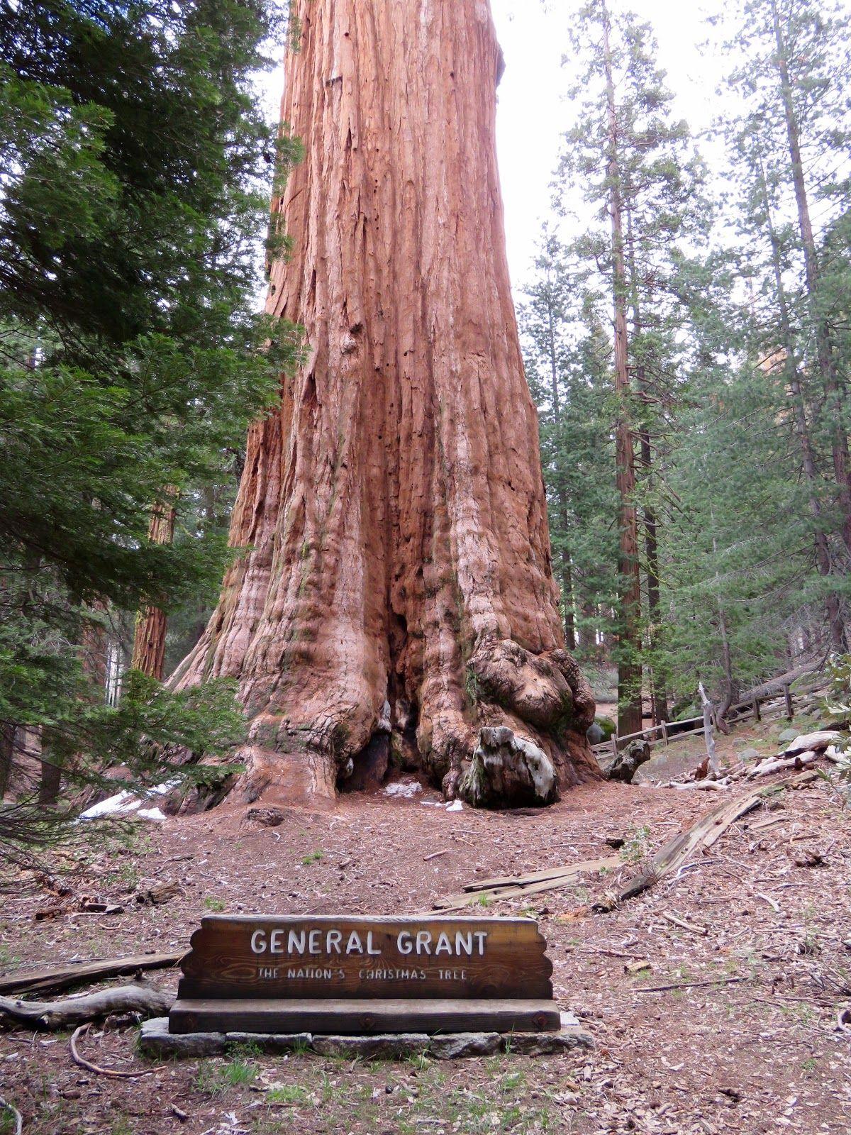 Winds of Destiny: Sequoia and King's Canyon National Park