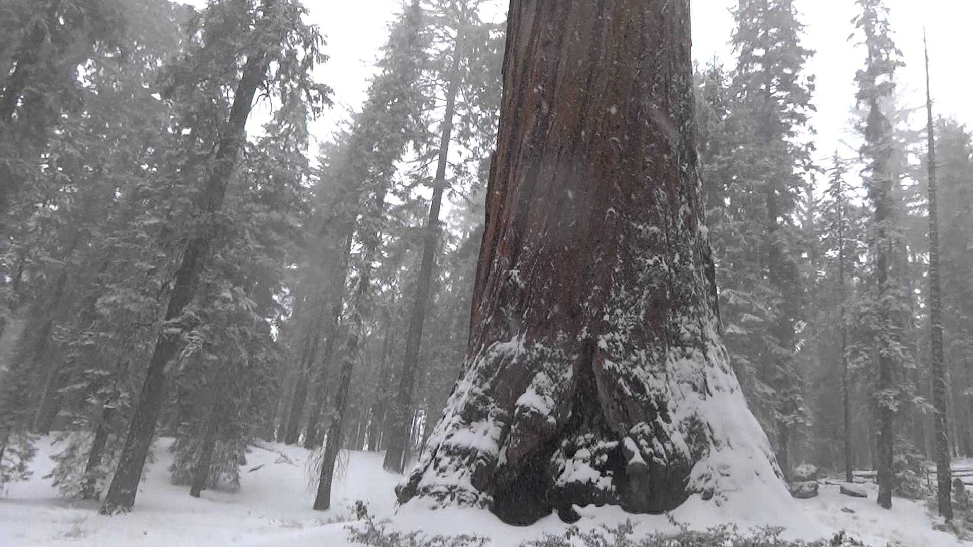 Grants Grove (Kings Canyon National Park) in the snow