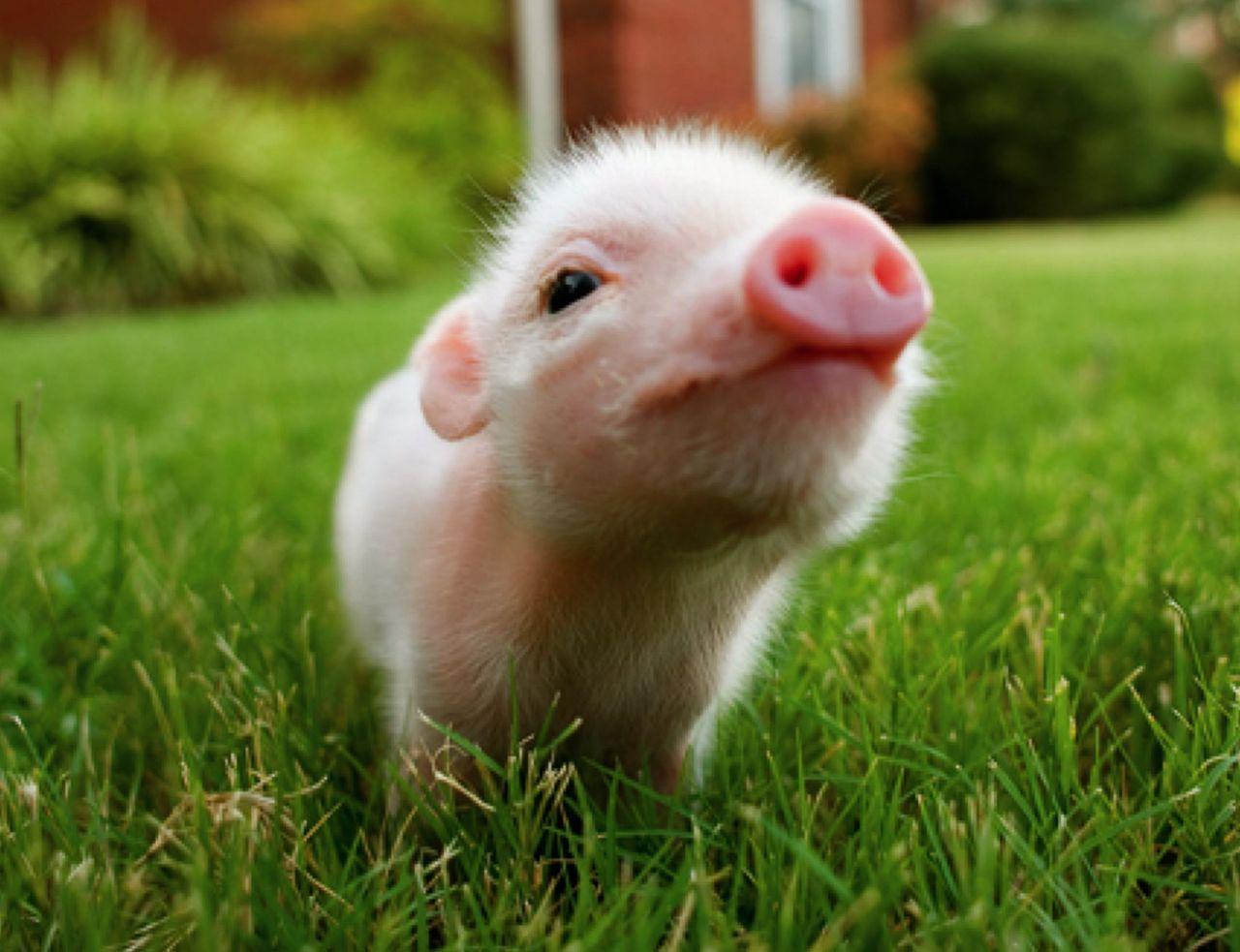Pigs image Piglet HD wallpaper and background photo